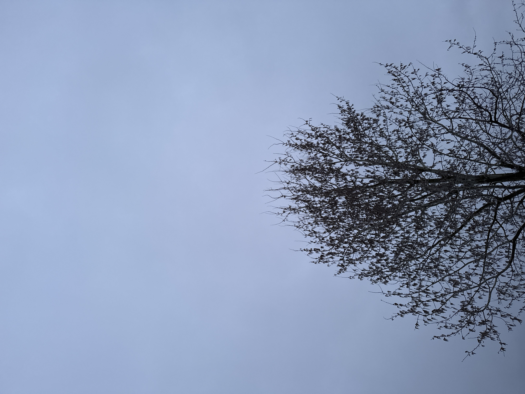 The image shows a tree with bare branches against a pale, gray sky. There are no people visible. The location, Вассята, Russia, is only relevant insofar as it indicates a geographic area where such trees and weather conditions might occur. However, the image itself contains no evidence to confirm it was taken in Вассята. The subject is a tree with its branches reaching up into the frame. The branches are thin and intricate, suggesting it might be winter or a similar season. The environment is a gray, overcast sky, which provides a simple background for the tree. There are no specific actions or interactions evident in the image.