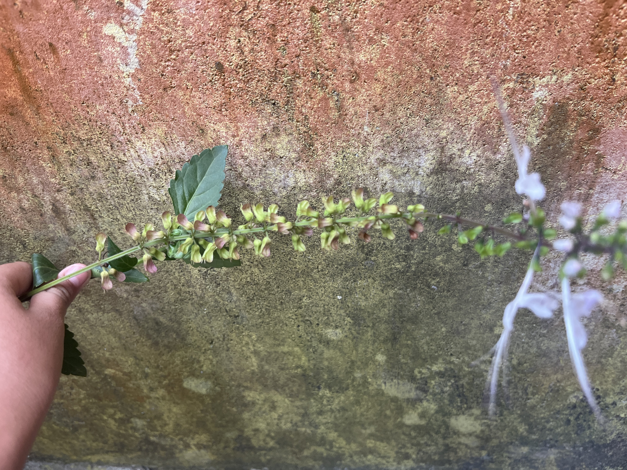 A hand holds a stem with small green and pink flower buds against a textured, rust-colored and moss-green wall. The stem extends horizontally across the frame, with a few delicate white flowers at its far right end. The background wall has a rough, granular surface with variations in color, suggesting it is outdoors.