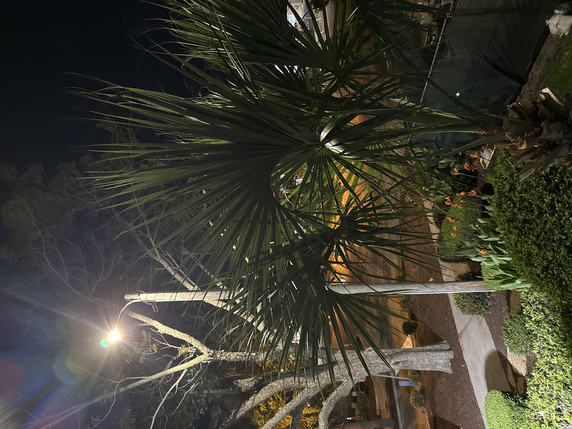This image captures a nighttime scene in Myrtle Beach, South Carolina, United States of America. The foreground is dominated by a large palm tree with vibrant green fronds, illuminated by a nearby street lamp that casts a bright, slightly hazy light, creating lens flare effects. To the left of the palm, a bare-branched deciduous tree stands, also lit by the street lamp, its limbs stark against the dark sky. A concrete sidewalk is visible running through a mulched garden bed, flanked by manicured green bushes and some orange flowers. In the background, a chain-link fence can be seen, partially obscured by dark green tarps. The overall impression is of an outdoor area illuminated at night, possibly a park or a landscaped section of a commercial or residential property.