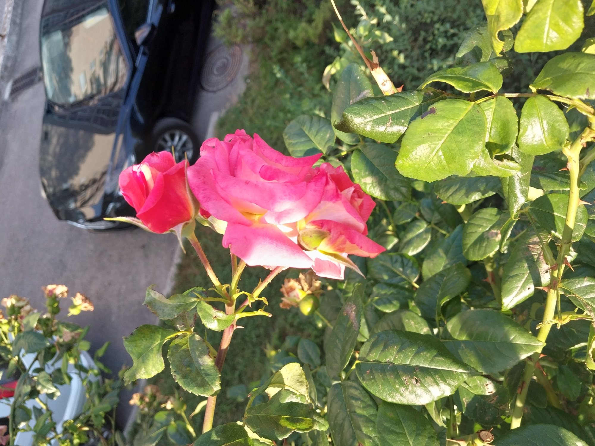 The image shows a close-up view of a pink rose with green leaves and thorny stems, set against a blurred background. In the background, a dark-colored car is parked on an asphalt surface, possibly a street or parking lot, with some greenery and a white object, possibly a bucket, to the left. The scene appears to be outdoors. The metadata indicates the location is Dnipro, Ukraine. There are no people or specific actions depicted.