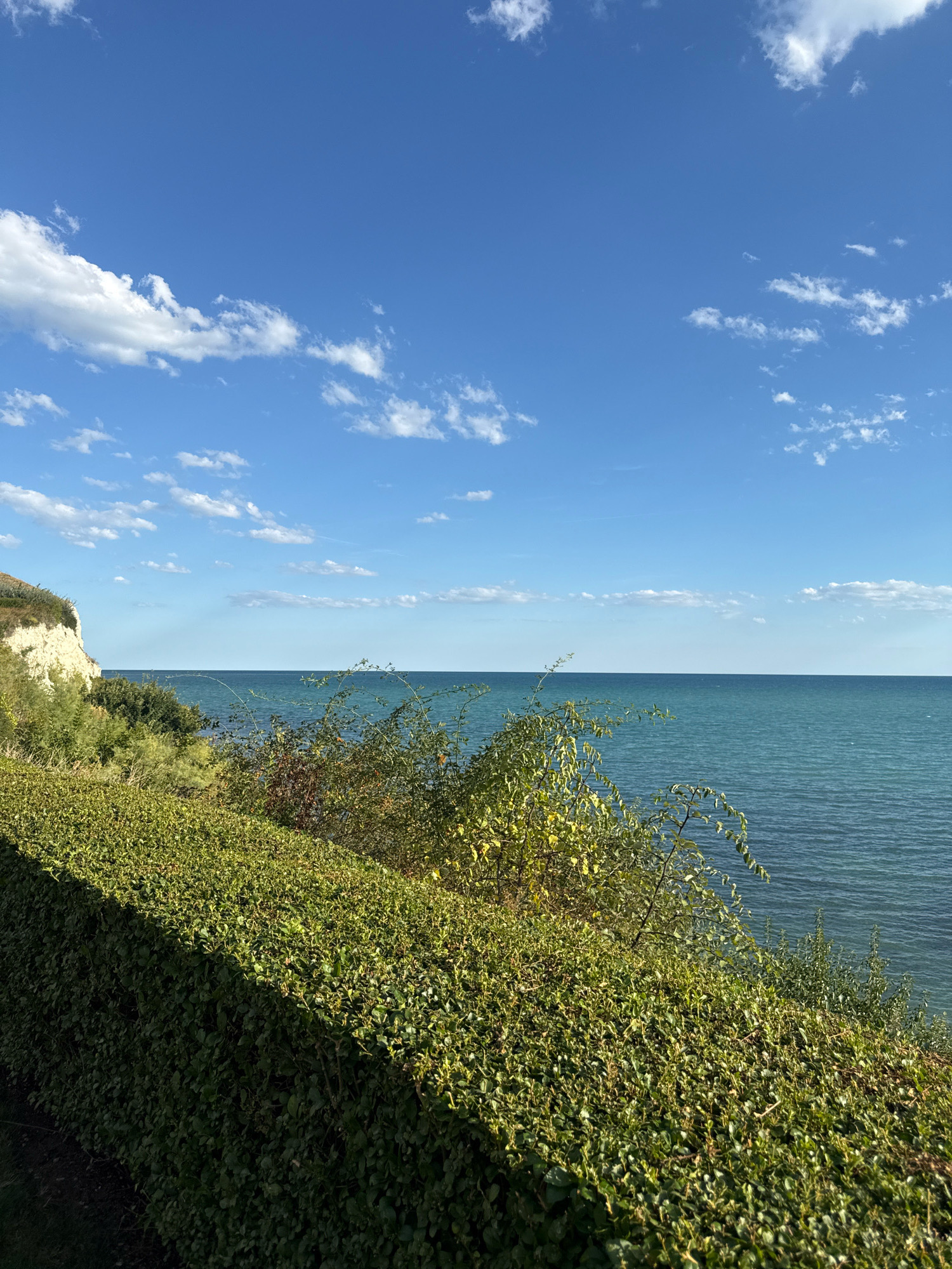 A vertical, eye-level, medium-long shot captures a serene coastal scene under a bright blue sky dotted with fluffy white clouds. In the foreground, a meticulously trimmed, dense green hedge runs diagonally from the bottom left corner towards the center, casting a distinct shadow that bisects it. Beyond the hedge, a lush, untamed growth of various shrubs and trees emerges, with some displaying hints of autumn colors. To the left, a sheer, pale cliff face rises steeply, topped with green vegetation. The background is dominated by a vast expanse of calm, teal-blue ocean, meeting a faint horizon line under the expansive sky. There are no people or animals visible in the frame.