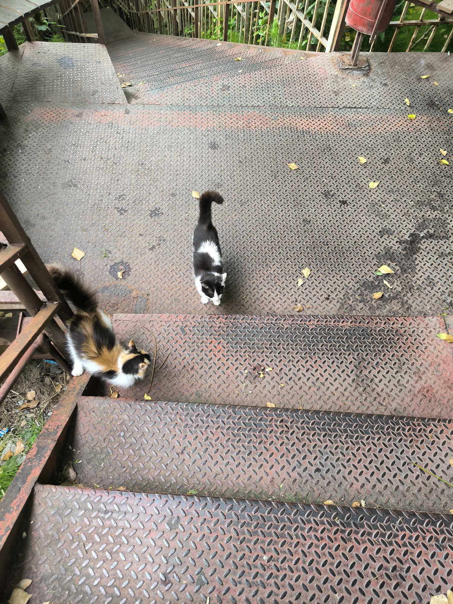 Two cats are on a metal staircase outdoors. One cat is calico with black, orange, and white fur and is sniffing at the steps near the bottom left. The other cat is black and white and is standing further up the stairs in the center of the frame. The staircase is made of diamond plate metal and appears to be outdoors, possibly in a park or urban area, as there is greenery visible on the sides. There are a few fallen yellow leaves scattered on the steps. The lighting suggests it is daytime. The scene is a still shot, with no specific activity or event taking place beyond the cats being present. No text is visible in the image.