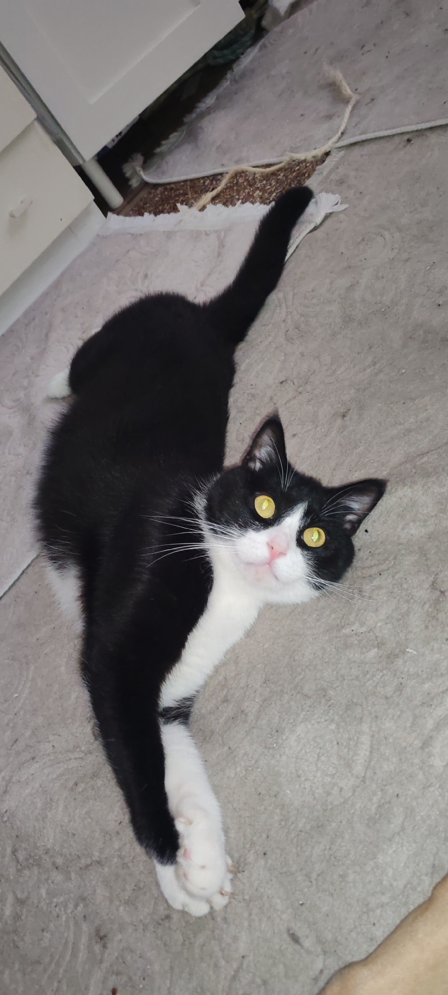 A black and white cat is lying on a carpeted floor. The cat is on its side with its body extended. Its head is turned towards the camera, and its yellow eyes are open. The cat has white paws and a white chest. The carpet is a light grey color. There is a white object on the carpet behind the cat, which appears to be a piece of rope or string. In the background, there is a white cabinet with a drawer. The scene appears to be indoors. There is no information in the image to suggest the location in La Spezia, Italy.