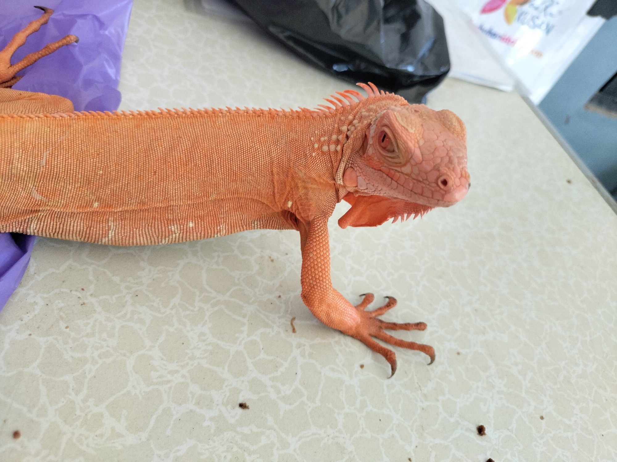 An orange iguana is lying on a patterned surface, possibly a table, in Karang Indah, Indonesia. The iguana is positioned from the middle to the right side of the frame, with its head facing the right. Its body is predominantly orange, with visible scales and small, light-colored bumps along its back and neck. The iguana has sharp claws on its visible leg, which is bent. In the background, to the left, is a crumpled purple plastic bag. Further to the right and behind the iguana, a black plastic bag and a white bag with some text and graphics are visible. The surface the iguana is on has a light-colored base with a repeating abstract pattern of thin, white lines. The lighting suggests an indoor environment.