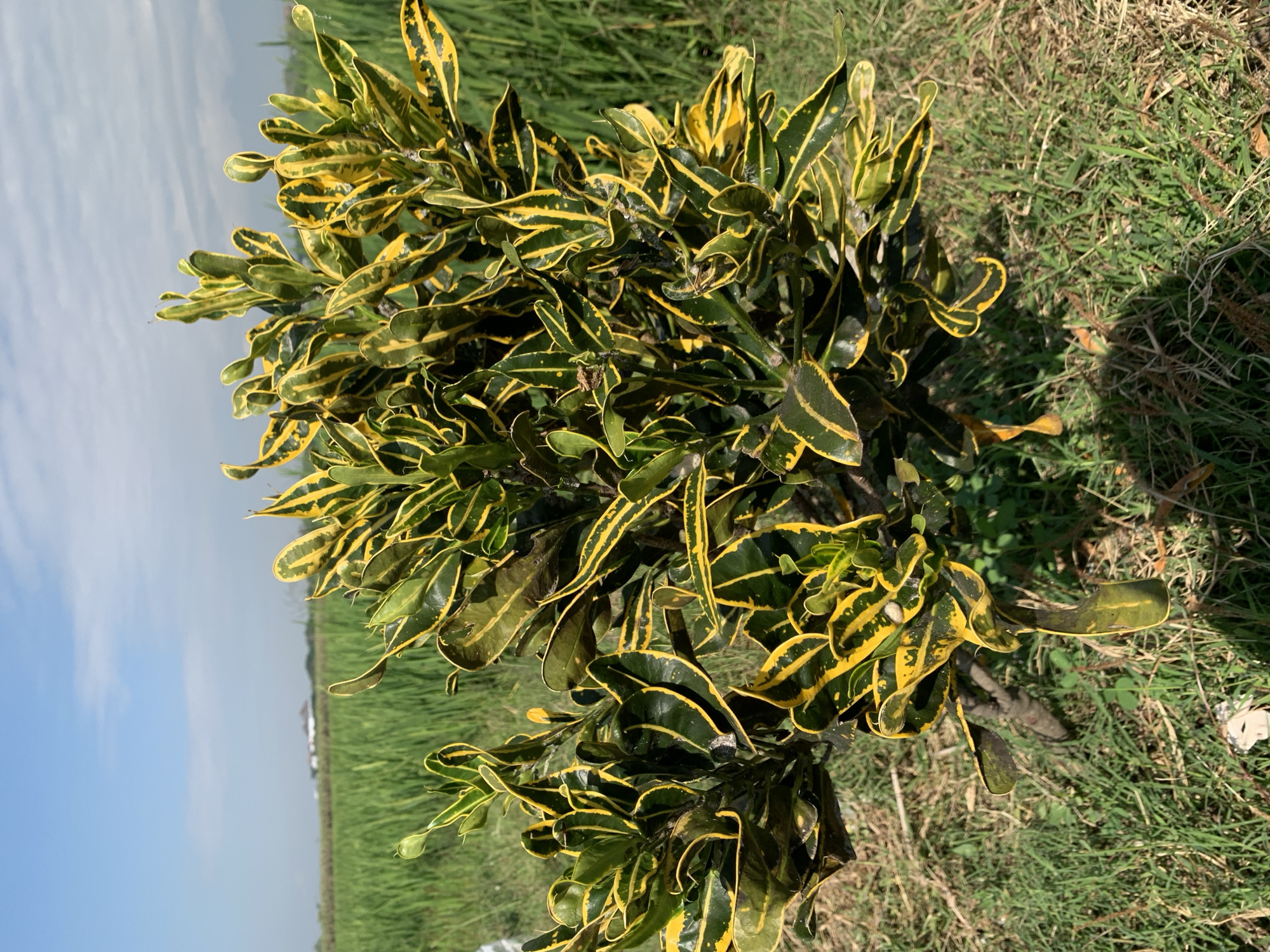 The image shows a vibrant Croton plant with striking yellow and green variegated leaves, positioned in the foreground. The plant is lush and full, with some leaves appearing slightly wilted or damaged. Behind the plant, a vast expanse of bright green rice paddy stretches across the landscape under a clear blue sky with scattered white clouds. In the distance, faint structures, possibly buildings, are visible on the horizon. The ground around the plant is covered in dry grass and a few pieces of white debris. The scene is set outdoors in a rural area, likely a rice field, in Jungke, Indonesia, suggesting a warm, sunny day. There are no people or animals depicted in the image.
