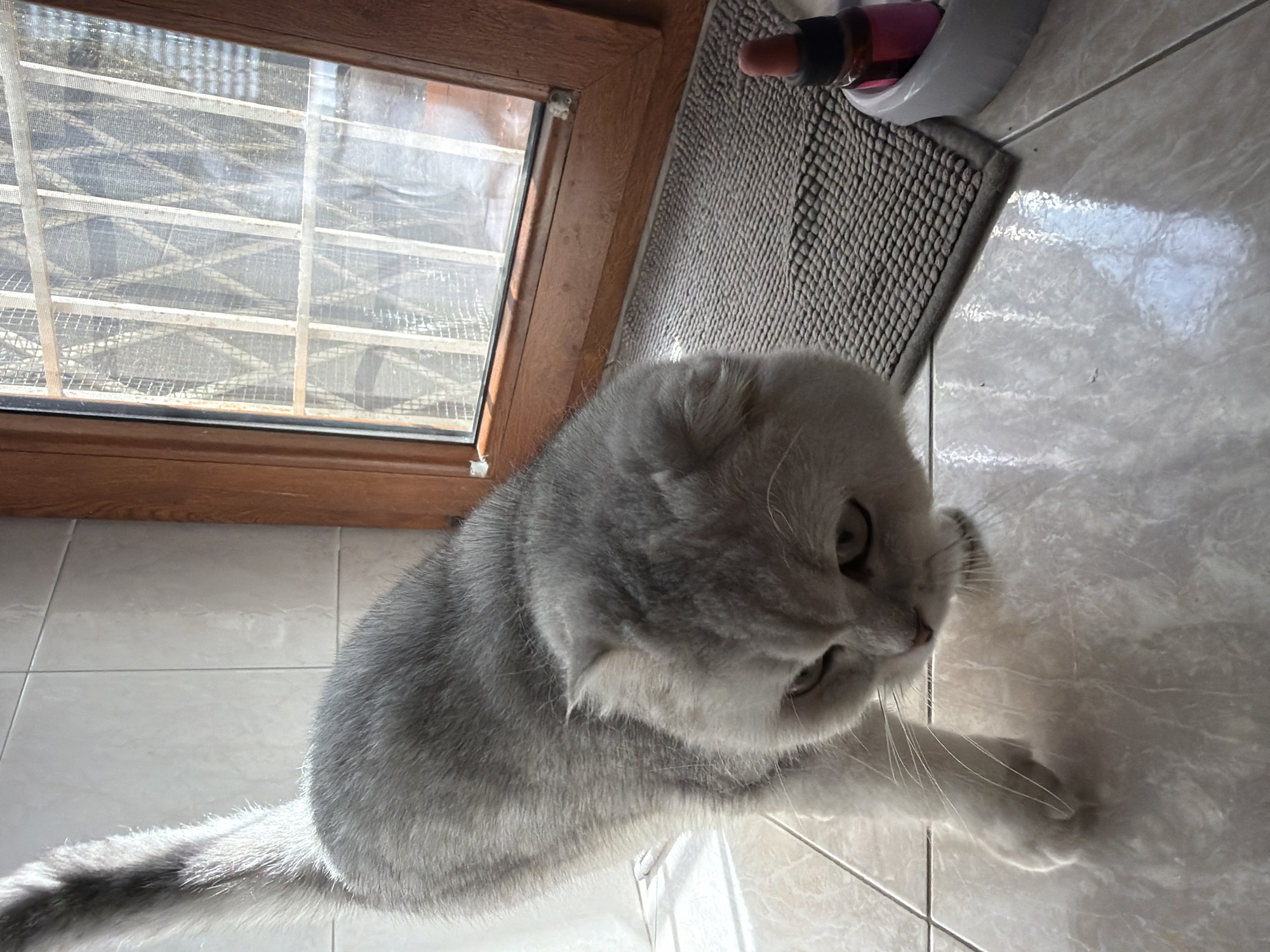 A grey and white Scottish Fold cat is the central subject of the image. It is positioned on a tiled floor, facing downwards and slightly to the right, with its head tilted. The cat's fur appears fluffy, and its ears are folded. To the right of the cat, a small grey mat is placed next to a wooden window frame. On the mat, there is a white dish containing a small bottle with a pink label and a dropper. The window has a metal grate on the outside, suggesting it is a security feature. Sunlight is casting shadows on the floor. The scene is indoors, likely in a residential setting. The image does not contain any elements that would suggest a specific location in Rome, Italy.