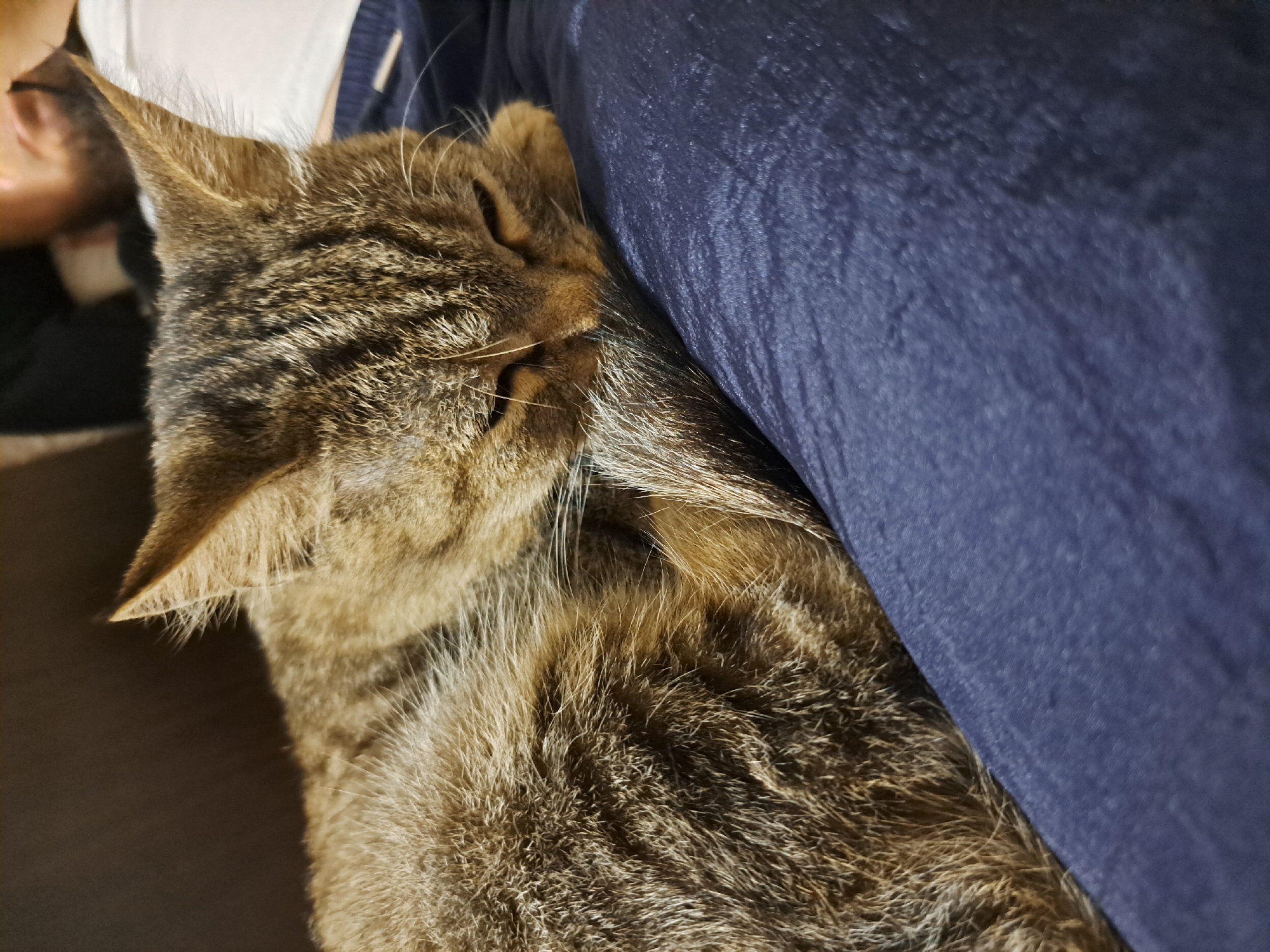 A tabby cat is sleeping on a dark blue fabric surface, which appears to be clothing. The cat's head is resting on its paws, and its tail is curled around its body. The cat's fur is a mix of brown, black, and gray stripes. The background is out of focus, but suggests an indoor environment. There is no specific information about the location in Vypasne, Ukraine.