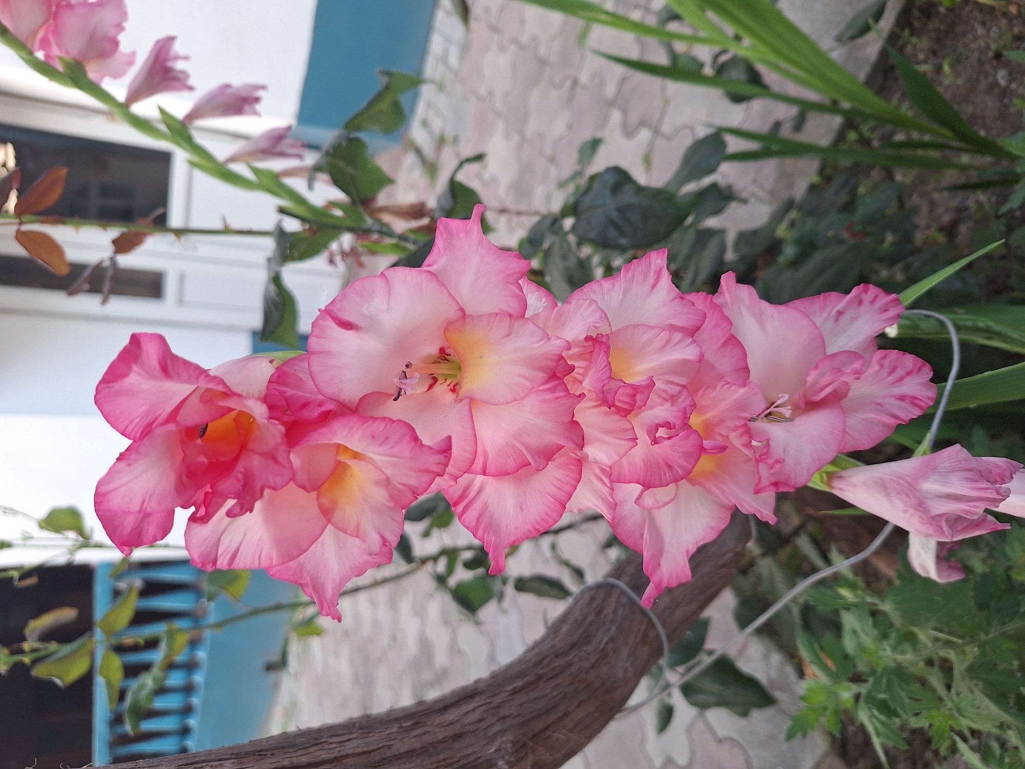 A close-up, vertically oriented, eye-level shot features a stalk of pink gladiolus flowers in bloom, with a wooden trellis and a light blue and white building in the background. The flowers are predominantly light pink with darker pink ruffled edges and some yellow in the center of the blooms. The stalk is positioned on the left side of the frame, extending upwards. To the left of the flowers, a thick, rough-textured brown wooden vine or branch is visible, secured by thin wire. In the background, a light blue railing runs horizontally in front of a white building with a brown door. The ground is paved with light-colored interlocking pavers. Green leaves and other foliage are present around the flowers and building. The scene appears to be an outdoor garden or yard in Nabran, Azerbaijan.