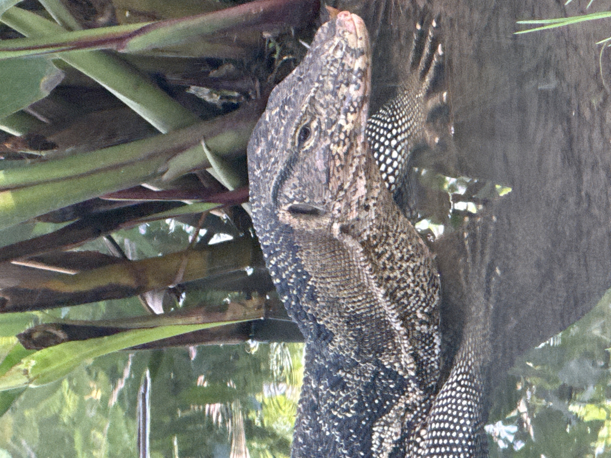 An Asian Water Monitor lizard, identified by its dark, mottled scales and distinctive white spots on its neck, is partially submerged in dark, still water. The lizard's head is raised, with its eye visible, and its body extends into the water. In the background, thick, upright green and brown stalks of vegetation rise from the water, creating a naturalistic environment. The water reflects the surrounding greenery and the vegetation, suggesting a tranquil, natural setting within an urban area. This scene is consistent with areas of natural beauty found within Bangkok, Thailand, such as Lumphini Park or the canals that crisscross the city, where such wildlife can be observed.