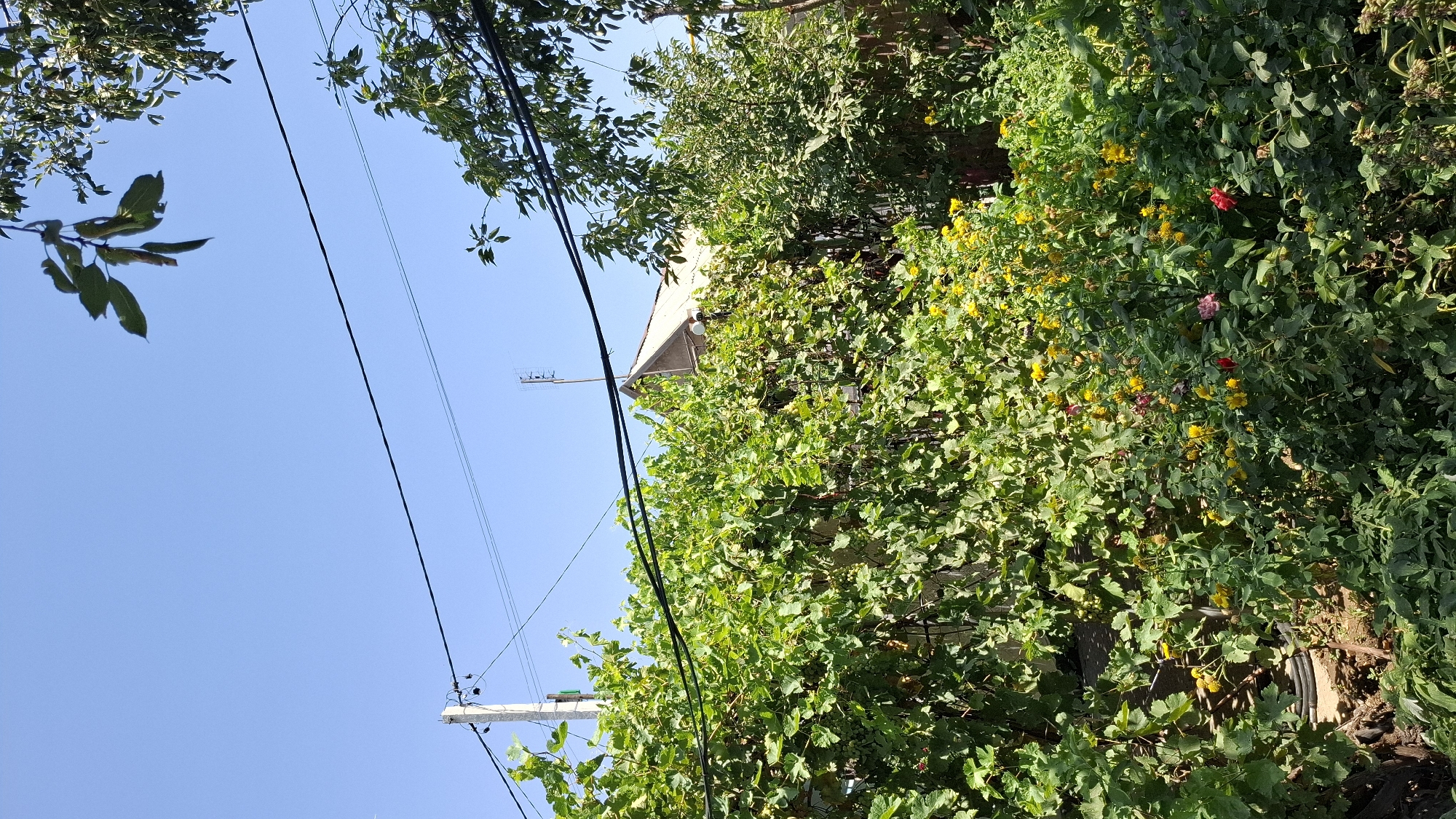 The image depicts a bright, sunny day in a backyard setting in Шұбарсу, Kazakhstan. A dense green vine with large leaves covers a significant portion of the frame, extending across a fence. Interspersed within the foliage are clusters of small yellow flowers and a few red and pink rose blooms. Behind the greenery, the roof of a house is visible, with a prominent antenna on its peak. Electrical wires run across the sky, supported by a utility pole on the left side of the image. The overall scene is one of abundant vegetation and a residential backdrop.
