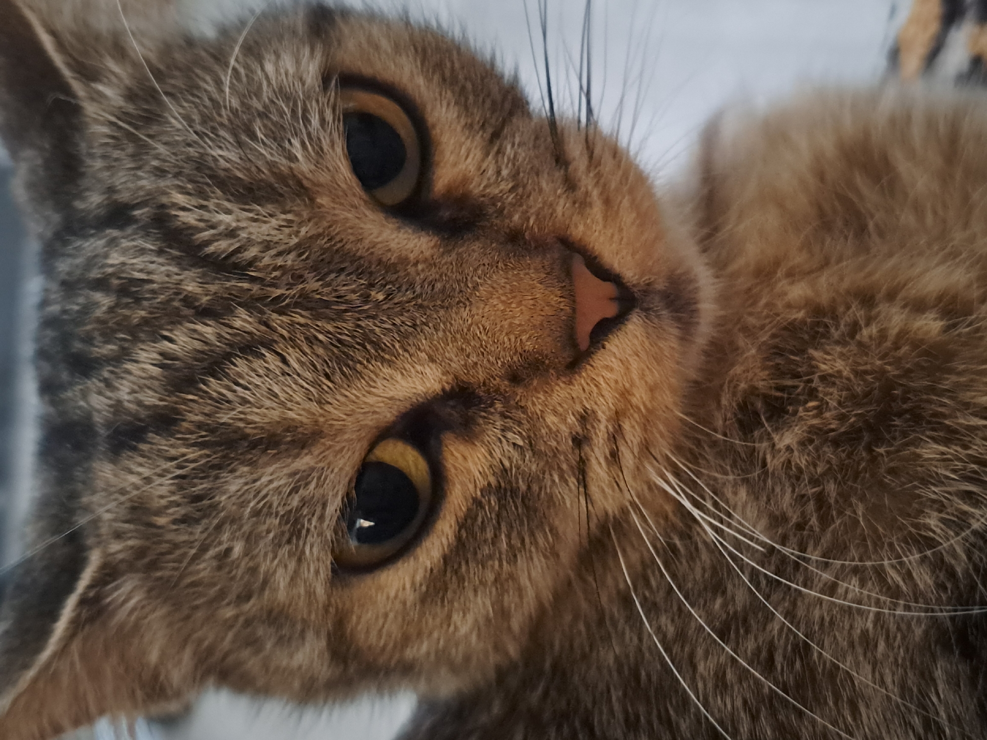 A close-up, eye-level, medium shot captures the face of a tabby cat. The cat's fur is a mix of brown and black stripes. Its eyes are open and appear to be yellow-green. The cat's nose is pink and its whiskers are white and prominent. The background is out of focus and appears to be a light color, possibly a blanket or furniture. There is no indication of the location in Vypasne, Ukraine.