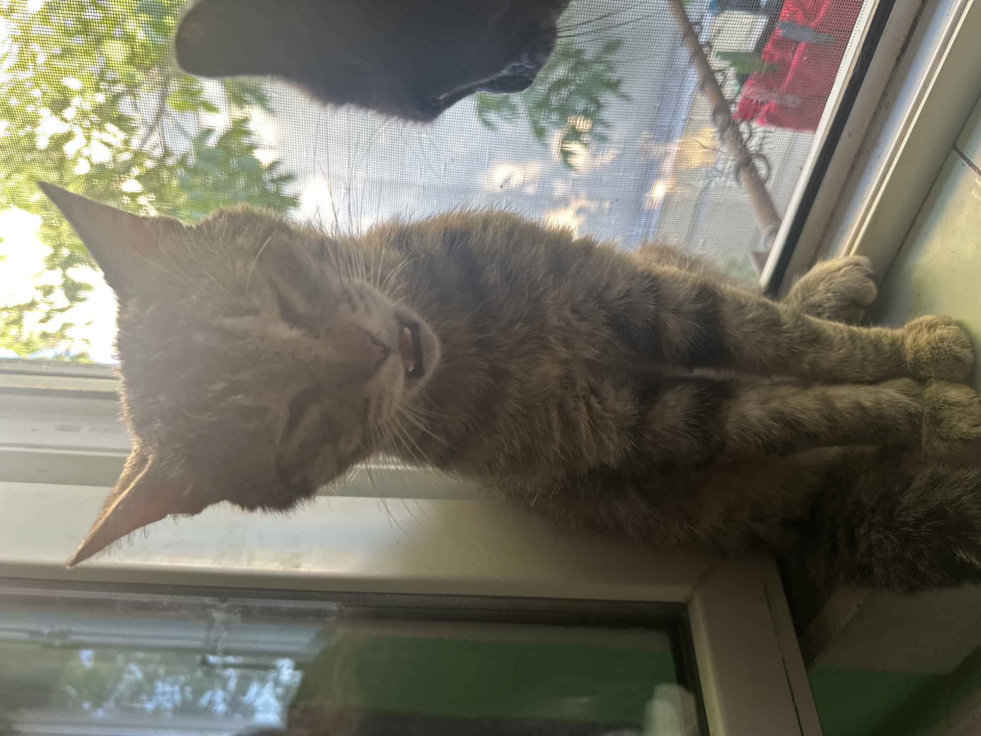 In Comrat, Moldova, two cats are observed near a window. A tabby cat, with its eyes closed and mouth slightly open, sits on the windowsill. To its right, another cat, darker in color, is partially visible, facing away from the camera. The scene takes place indoors, with a window offering a view of the outdoors, including trees and a screen. The lighting suggests it is daytime, possibly late afternoon due to the warm, directional light.