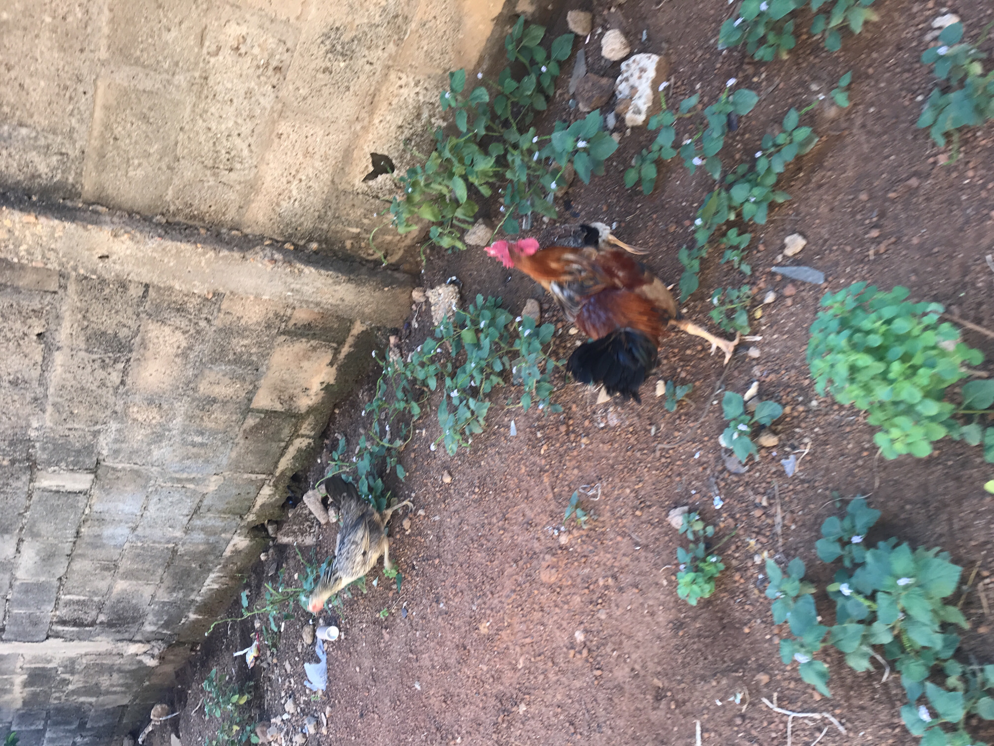 The image presents an outdoor scene in Mandate Estate, Ilorin, Nigeria, characterized by a mix of human-made structures and natural ground. On the left side, a weathered concrete wall or pathway, constructed from rectangular blocks, runs diagonally, showing signs of age and some dirt. The right side of the frame consists of reddish-brown soil, which is sparsely populated with small green plants bearing tiny white flowers.
Two chickens are visible within this setting. A prominent rooster, with striking reddish-brown, black, and some golden-brown feathers, along with a bright red comb, is positioned towards the center-right. It appears to be actively foraging or pecking at the ground, with one leg extended in motion. Further to the lower left, closer to the concrete, is another, smaller chicken, likely a hen or juvenile, exhibiting mottled grey, white, and black plumage. This second chicken is also seen looking downwards, presumably searching for food.
The ground is dotted with small rocks and some scattered debris, including a white cup and other plastic fragments, suggesting an informal or residential backyard environment. The lighting indicates it is daytime, with natural light illuminating the scene. No discernible text is visible anywhere in the image. The overall atmosphere is that of a typical domestic or semi-urban outdoor space in the specified Nigerian location.