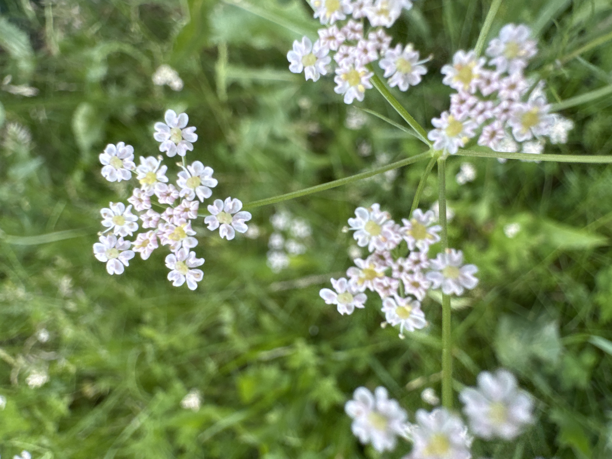 The image is a close-up, slightly out-of-focus photograph of a cluster of small white flowers with yellow centers, set against a backdrop of blurred green foliage. The flowers are arranged in an umbel-like structure, with delicate petals. The lighting appears to be natural daylight, creating soft shadows. No people, specific city landmarks, or discernible actions are present. The scene depicts a natural, outdoor environment.