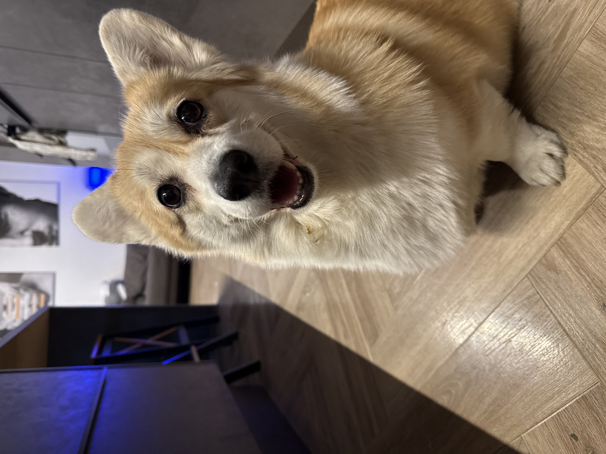 The image depicts a close-up, angled view of a Pembroke Welsh Corgi dog. The dog has a tan and white coat, erect ears, and dark eyes. Its mouth is slightly open, revealing its tongue and teeth. The dog's head is tilted upwards towards the camera. The background consists of an indoor environment, with light brown wooden flooring and a blurred view of dark furniture, possibly a table and chairs. A gray wall is visible in the upper left corner. There is a blurred picture hanging on the wall. The location in the city of Krasnoyarsk, Russia, cannot be determined from the visual information provided.