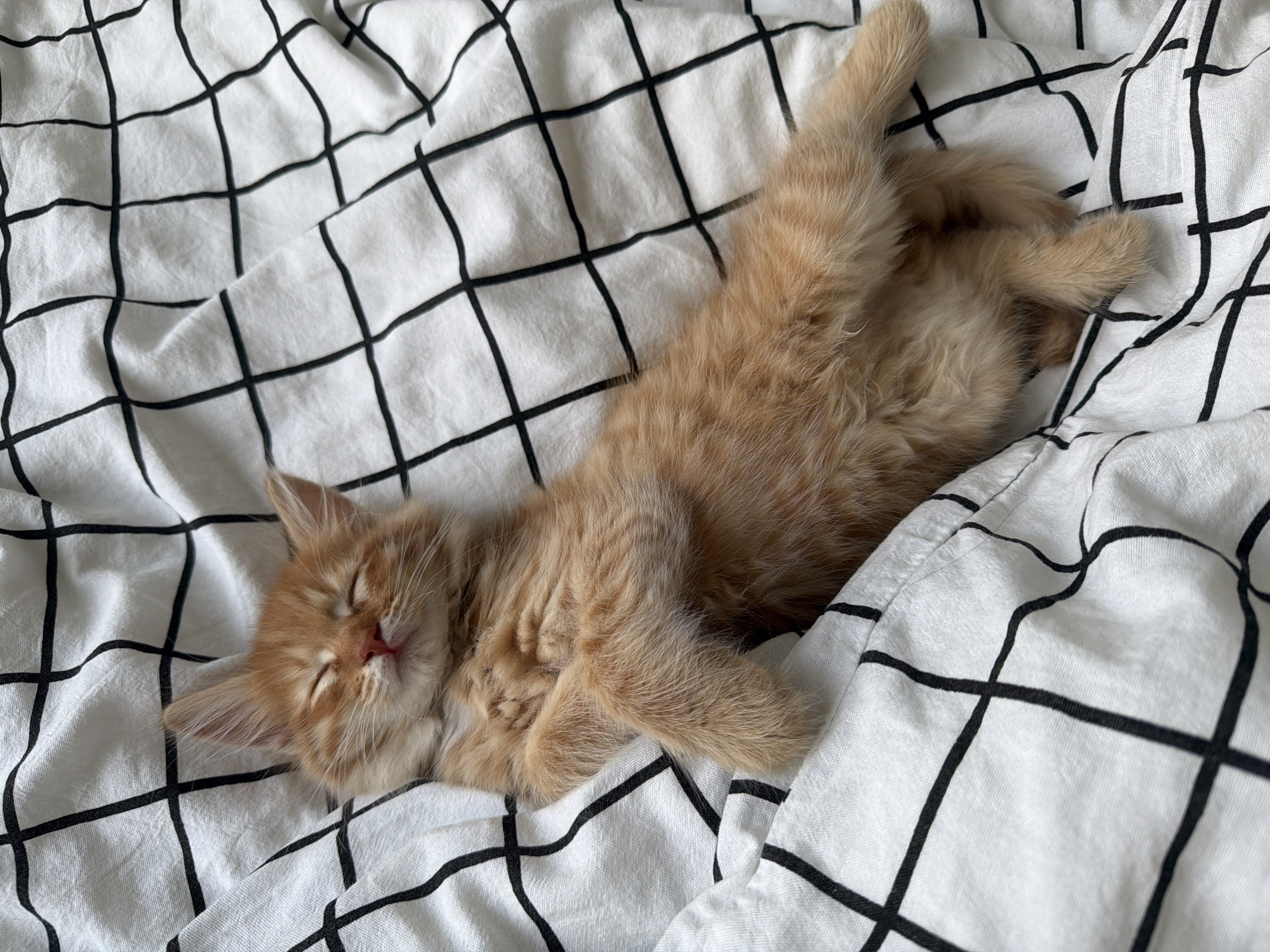A small, ginger kitten lies asleep on a white bedsheet patterned with black squares. The kitten is positioned diagonally across the frame, its head near the lower left corner and its body extending towards the upper right. Its eyes are closed, and its paws are relaxed. The scene appears to be indoors. The location is not discernible as being in Khimki, Russia from this image.
