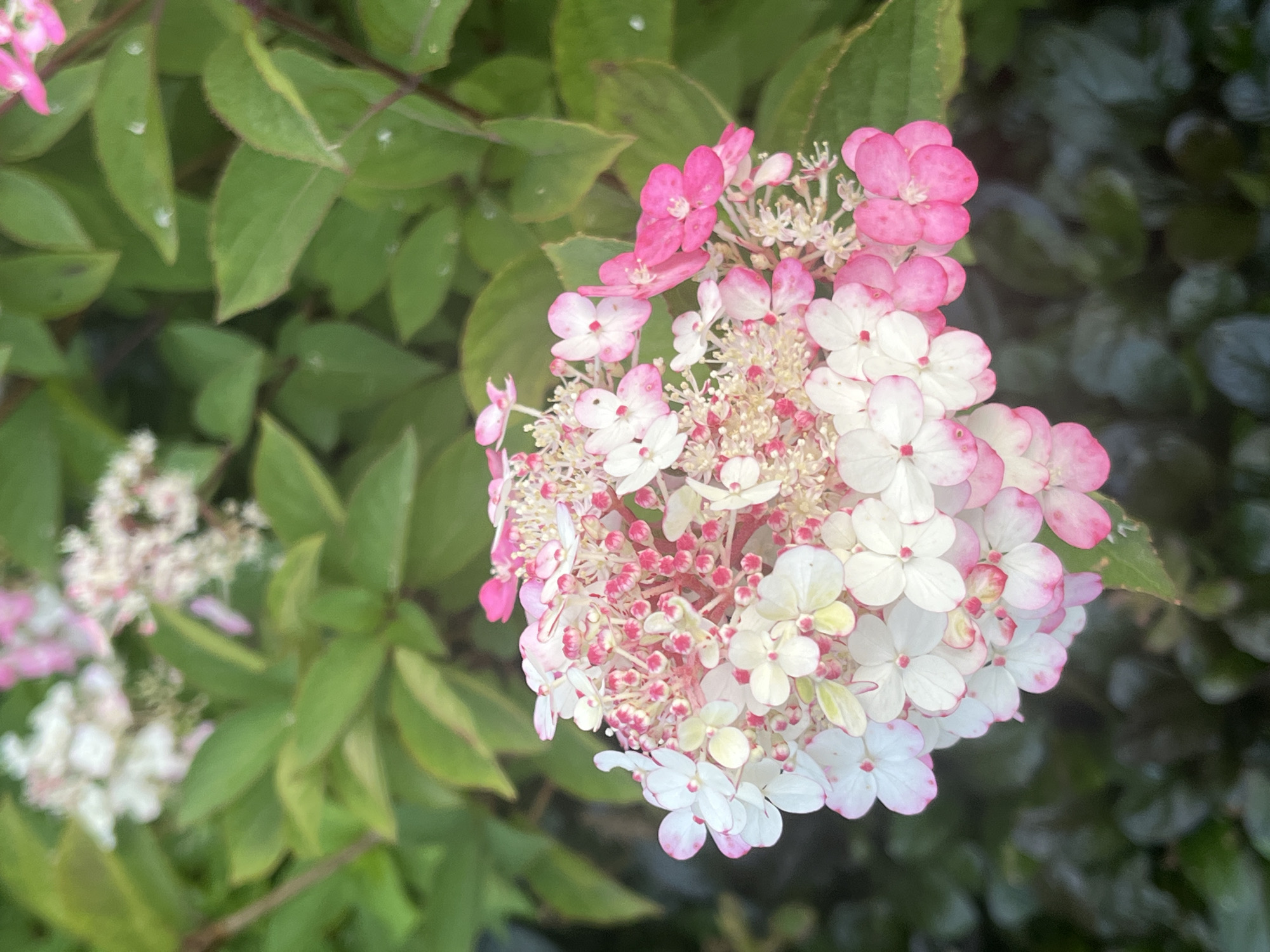 This is a close-up, eye-level shot of a cluster of hydrangea flowers, predominantly white and pink. The flowers are arranged in a conical shape, with smaller, more numerous pink buds at the center and larger, five-petaled white flowers with pink edges at the periphery. Some of the white flowers show hints of yellow-green. The background consists of out-of-focus green foliage, some of which appears to have a darker, purplish hue, possibly indicating a different type of plant or the shadows cast by the hydrangea itself. The lighting suggests it is daytime, possibly late afternoon, given the soft, natural illumination and the gentle play of light and shadow on the petals and leaves. No people or animals are visible. The image is focused on the intricate details of the flower cluster, highlighting the delicate texture and color gradation of the petals. There is no specific indication of the location within Kaunas, Lithuania; the image is purely botanical in nature.