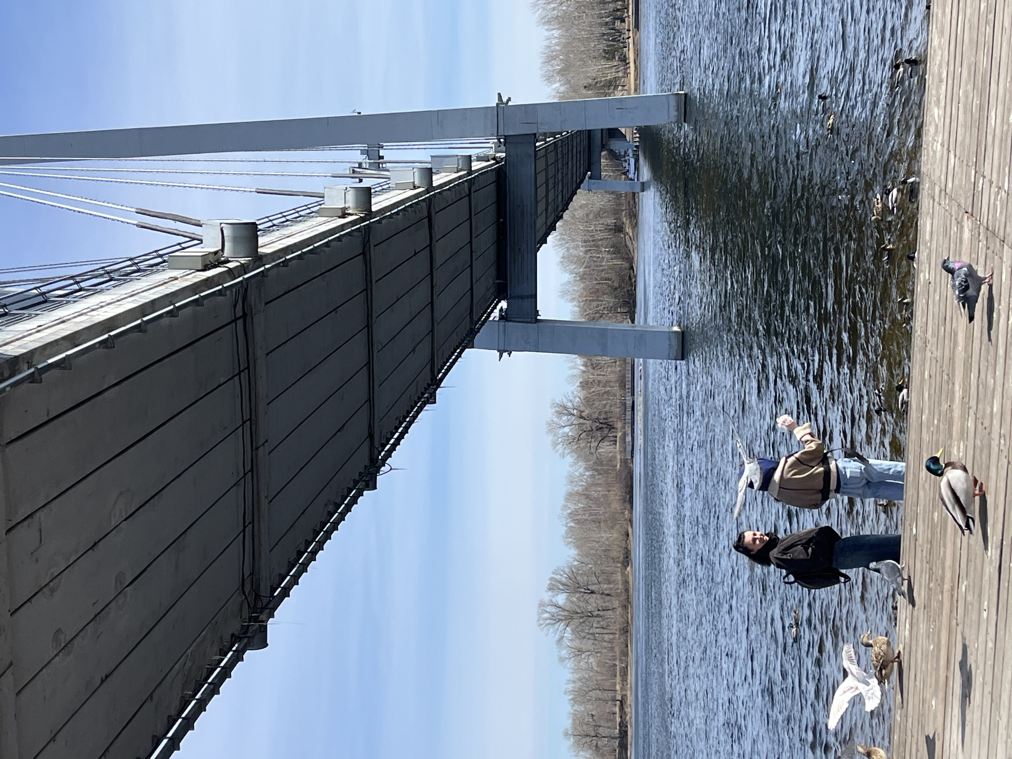 The scene depicts a pedestrian bridge over the Yenisey River in Krasnoyarsk, Russia. The bridge's grey steel structure is visible, with supporting cables. Two individuals are standing on a wooden plank walkway on the river's edge. One person is wearing a black jacket with a backpack. The other person is wearing a light brown jacket, blue jeans and has their arm raised as if they are feeding birds. Pigeons and ducks are present on the walkway and in the water. The river surface is textured with ripples. Bare trees line the opposite bank of the river. The sky is blue.