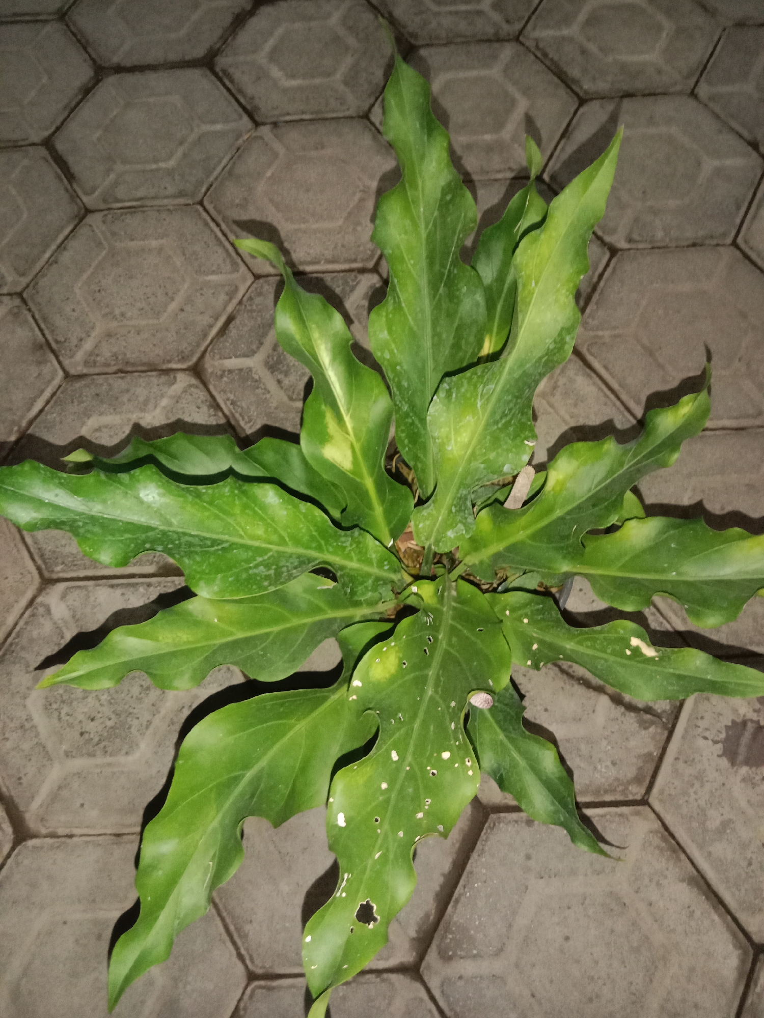 A top-down medium shot captures a potted plant with large, wavy, green leaves set against a background of hexagonal gray paving stones. The plant's leaves exhibit some yellowing and small white speckles, along with a few irregular holes, suggesting potential damage or pest activity. Shadows cast by the leaves are visible on the paving stones. The scene is located in Lemahkembar, Indonesia.