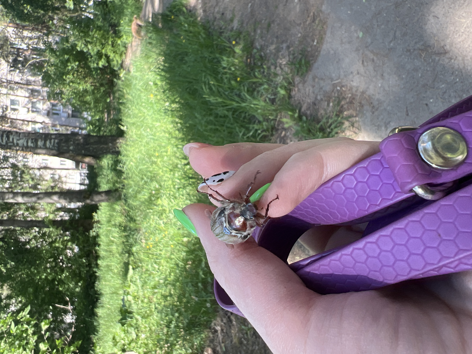 A medium shot of a human hand holding a maybug. The hand is light-skinned and adorned with nail polish in a variety of colors, including black and white and lime green. The maybug is grey and brown with visible antennae and legs. The hand is grasping a purple textured object of uncertain form. The background is a green lawn that abuts a tree-lined road. A multistory building is visible on the left side of the frame, possibly suggesting that the location is an urban setting. The location is specified as Chaikovsky, Russia.