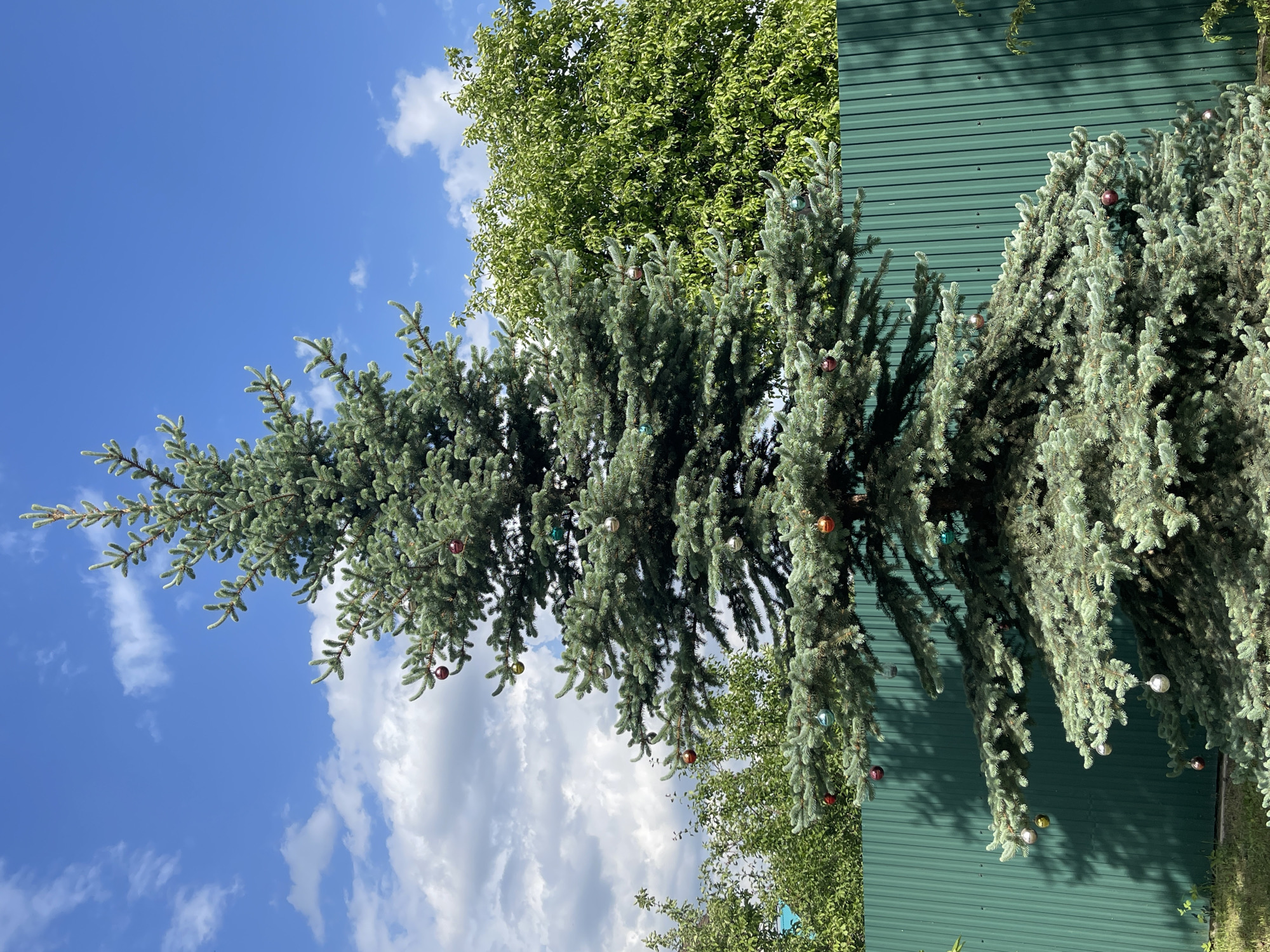 The image shows two decorated evergreen trees, likely spruces, standing in front of a green corrugated metal wall. The decorations appear to be Christmas ornaments. Behind the trees is a clear blue sky with scattered cumulus clouds. Some other green foliage is visible between the trees and the wall. While the specific location in Izhevsk, Russia, cannot be determined from this image alone, the presence of the decorated evergreen trees could indicate a residential area with landscaping or possibly a park.