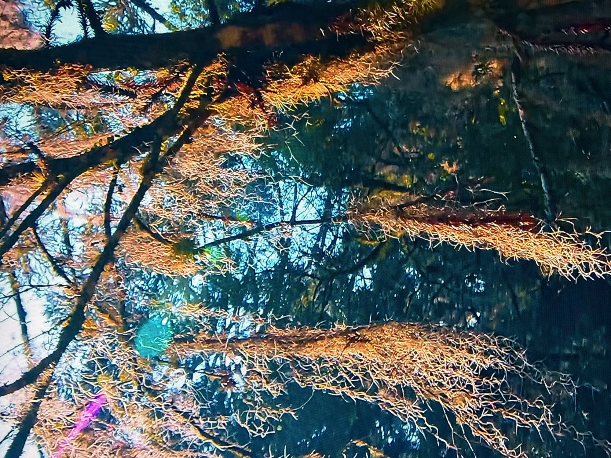 The image shows a close-up view of tree branches covered in Spanish moss, with a blurred forest background. The moss appears dry and hangs in long strands, catching the light and appearing golden-brown. There are also hints of pink and teal light flares, likely from lens distortion or reflections. The overall impression is of a dense, possibly old-growth forest. The scene is outdoors, with natural light filtering through the trees. There are no people, animals, or man-made objects visible in the image. The location in Krasnokamsk, Russia is not discernible from the visual information in the image.
