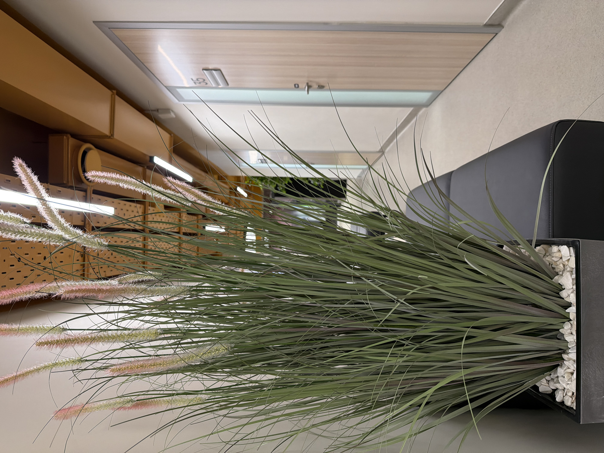 The image presents an indoor scene, likely a waiting area or office space. The focus is on a large decorative plant in a rectangular dark-colored pot filled with white stones. The plant has long, green, and some pinkish-white feathery stems. Behind the plant is a black leather couch or seating arrangement.
In the background, on the left, there's a wall with a grid of mailboxes or storage compartments, finished in a light brown or tan color. Above the mailboxes, there are fluorescent lights and exposed ductwork. On the right, the wall is a light neutral tone.
Above the plant and seating, there's a doorway with a light wood finish and a glass panel above. The composition is taken from a slightly low angle, causing a distortion where the ceiling appears to curve due to the wide lens.
The setting seems to be in a commercial or office building, possibly in the city of Izhevsk, Russia, but without further context, the location cannot be verified with certainty.