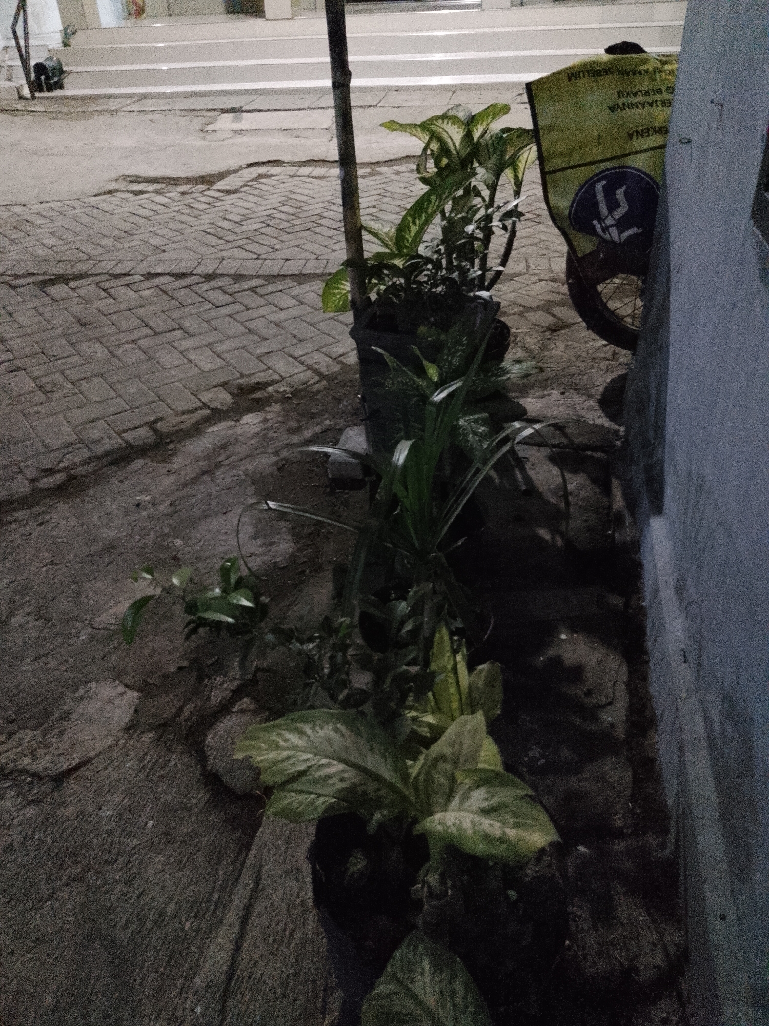 In Pasuruan, Indonesia, an outdoor scene depicts a paved walkway and sidewalk. A variety of plants are arranged in pots along the edge of a light-colored wall. One of the pots has a yellow bag with text and a circular logo placed behind it. A portion of a bicycle wheel is visible behind the yellow bag. The ground is a mix of concrete and interlocking pavers. In the background, a set of stairs leads up to a building.