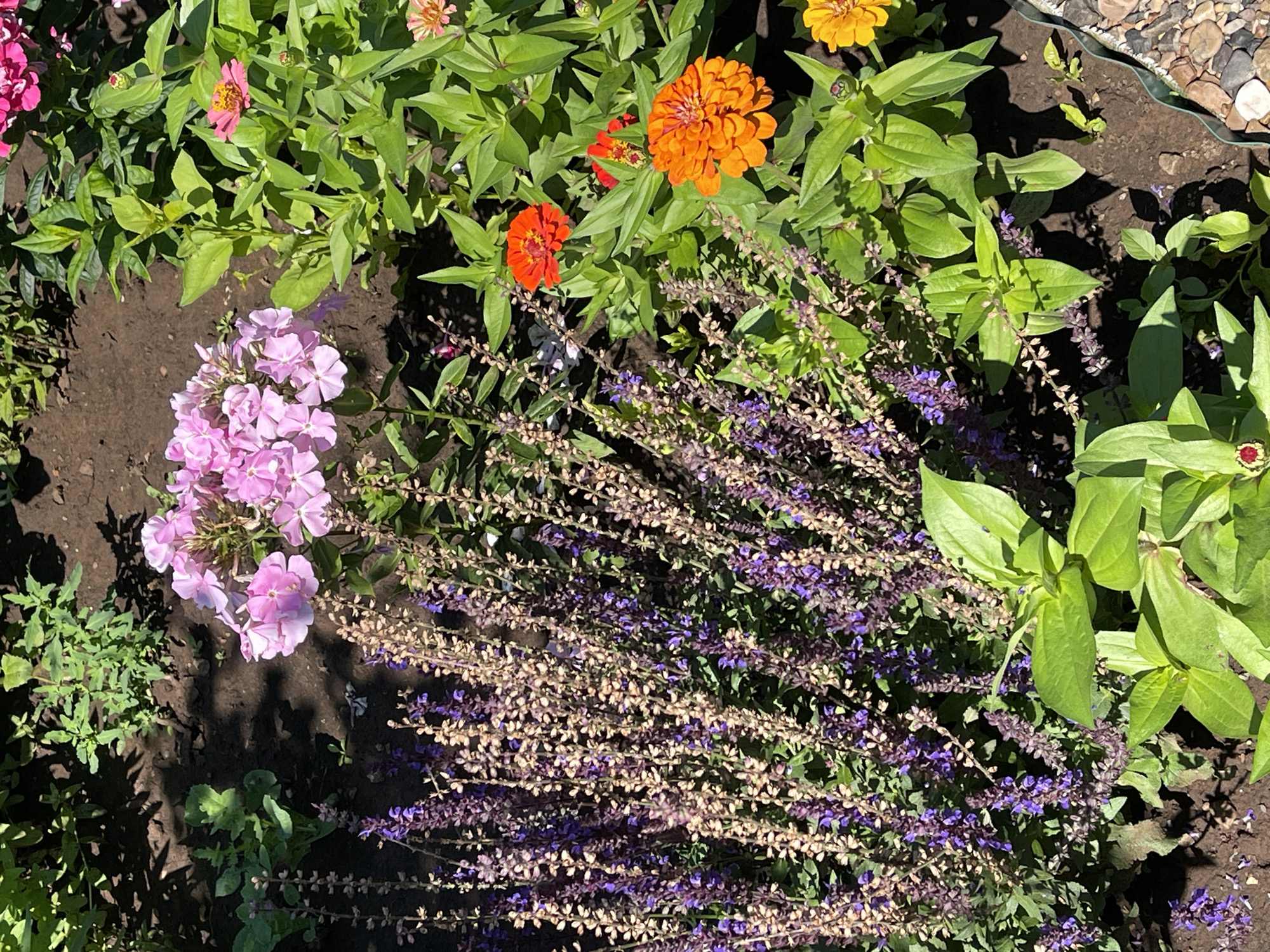 The image shows a close-up of a garden bed in Татарская Каргала, Russia. The foreground is dominated by a dense cluster of tall, slender plants with numerous small purple flowers and dried seed heads. To the right of these, several vibrant orange zinnias are in bloom, with one large, fully open flower and another smaller one slightly above and to the left. Behind the zinnias, a cluster of soft pink phlox flowers is visible. The background consists of dark soil and green foliage, suggesting a sunny day with shadows cast by the plants. The overall scene depicts a well-maintained garden with a variety of colorful flowers.