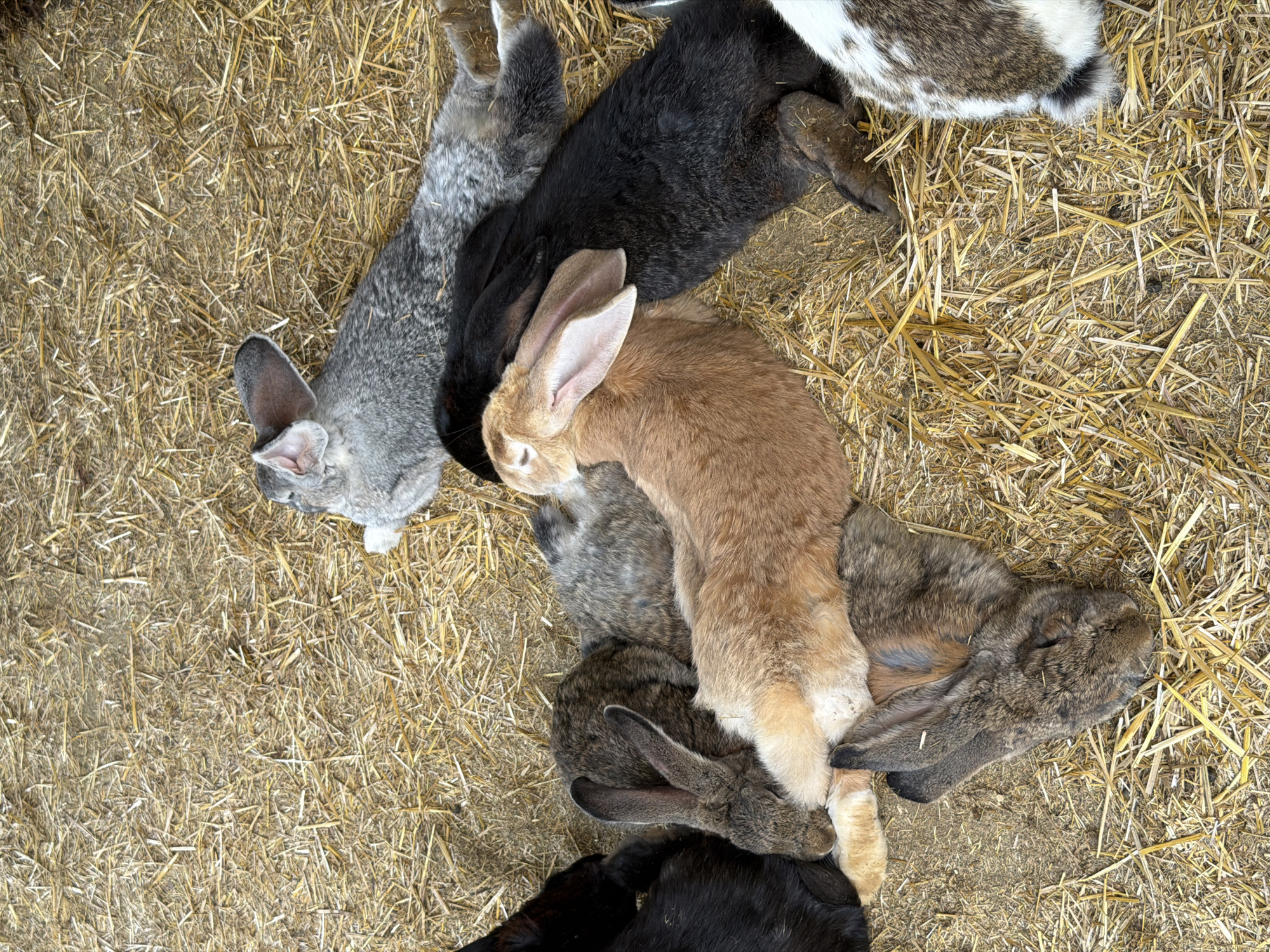 This is a close-up, overhead, slightly angled shot of a pile of rabbits resting on a bed of dry straw. The rabbits are of various colors, including brown, black, gray, and tan. Some are lying down, while others are curled up. The straw is dry and appears to be on the ground, likely in an outdoor enclosure or barn. The lighting is natural and even, suggesting daytime. There are no people or man-made objects visible in the frame. The scene is peaceful and still, with the rabbits appearing relaxed. The location is not specified in the image itself, and therefore cannot be identified as being in Sofia, Bulgaria.