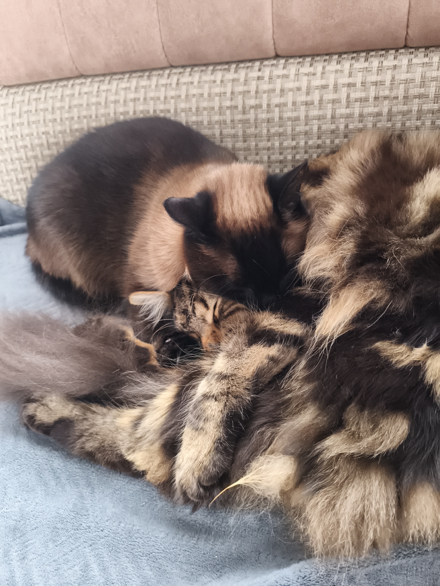 Two domestic cats are captured in a peaceful, close-up indoor scene, snuggled together on a light blue blanket. One cat, positioned on the left, has a cream-to-dark brown point coloration, characteristic of breeds like Siamese or Balinese, with a dark face, ears, and tail. Its head is tucked into the other cat's fur, with its dark-tipped ear and parts of its face visible.
The second cat, prominently featured in the foreground, is a long-haired tabby with a rich pattern of brown, black, and tan fur, suggesting breeds like a Maine Coon or Norwegian Forest Cat. Its fluffy tail rests on the blue blanket to the left. The cat's face is partially visible, with eyes closed in sleep, nestled against its companion. Both cats appear deeply asleep, conveying a sense of warmth, comfort, and affection.
They are resting on a textured light blue blanket or towel. In the background, a beige patterned sofa or couch is visible, along with a plain light brown cushion above it, indicating a cozy home setting. No text is visible in the image. The scene depicts a quiet moment of feline companionship within a home in Русский Вожой, Russia.