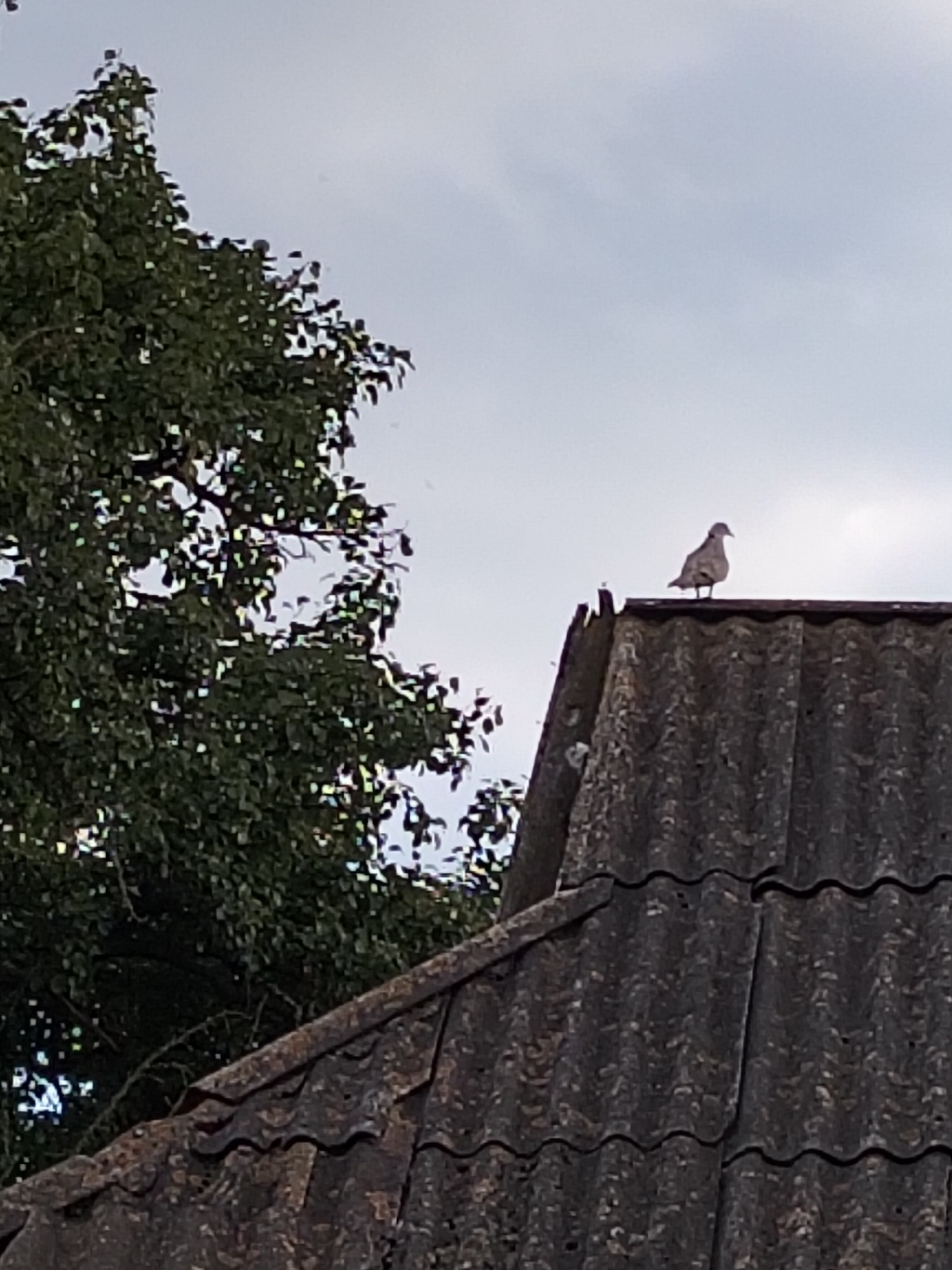 The image shows a pigeon standing on a grey, wavy-patterned roof. To the left of the roof is a large tree with dark green leaves against a cloudy sky. The sky is overcast and appears to be a pale blue or grey. The roof tiles are aged and weathered. The pigeon is facing to the right, with its head slightly turned towards the viewer. The scene is likely outdoors, given the tree and the roof. The time of day is indeterminate due to the overcast sky, but it appears to be daylight. No text is visible in the image. The overall impression of the image is one of a simple, everyday scene.