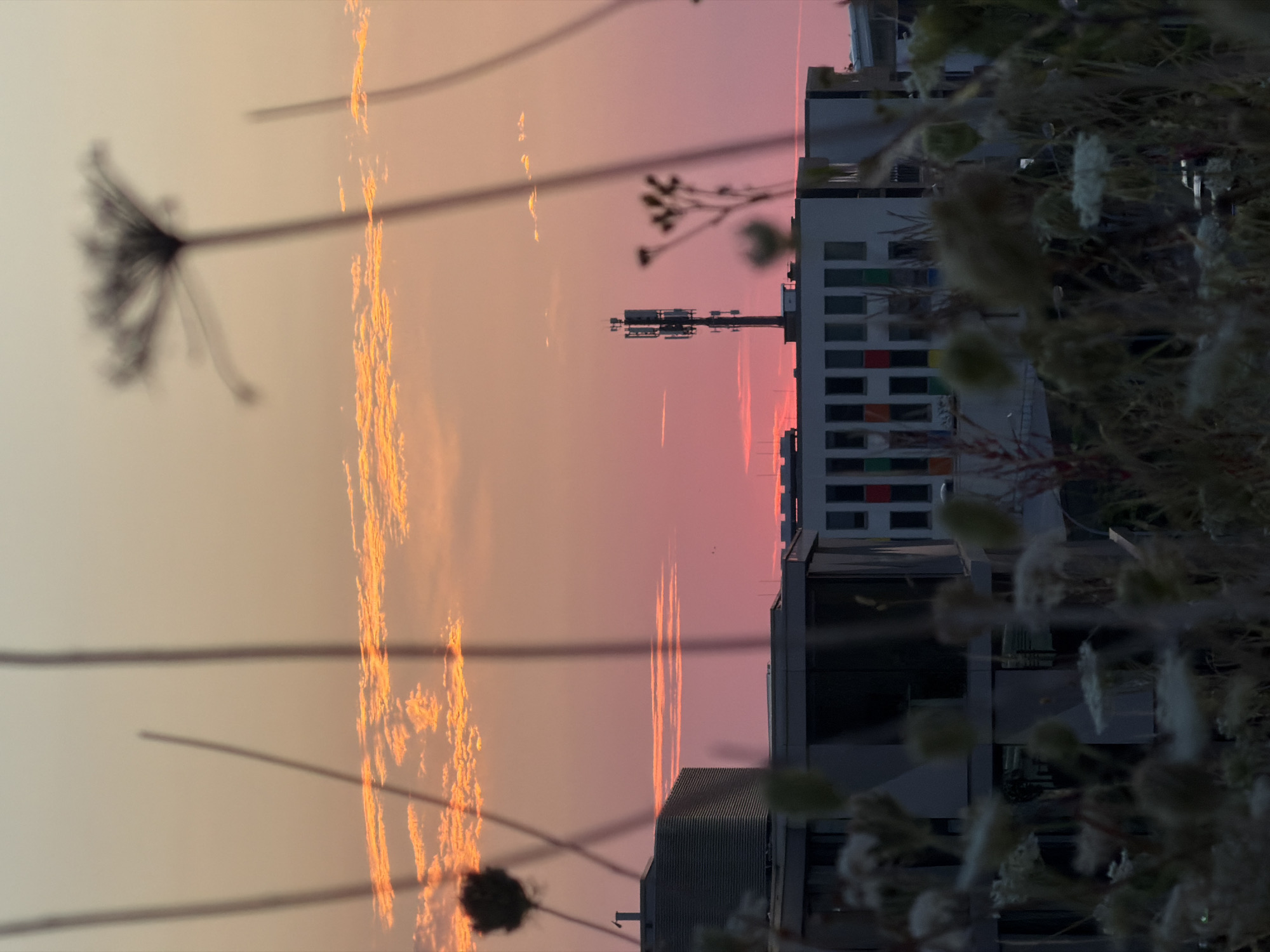 This image depicts a sunset scene in Leudelange, Luxembourg, with a telecommunications tower prominently featured on top of a building. In the foreground, out-of-focus dried plants and grasses create a natural frame, obscuring parts of the buildings and the sky. The sky itself is a vibrant gradient of orange and pink, with wispy clouds illuminated by the setting sun.
The buildings visible are modern structures with large windows and a ribbed facade on the left building. The telecommunications tower is a tall, slender structure with multiple antennas. The overall impression is one of urban landscape softened by the natural elements and the dramatic lighting of the sunset. No people or animals are visible in the image. The environment appears to be an outdoor setting, likely on elevated ground given the view of the buildings and the horizon.
