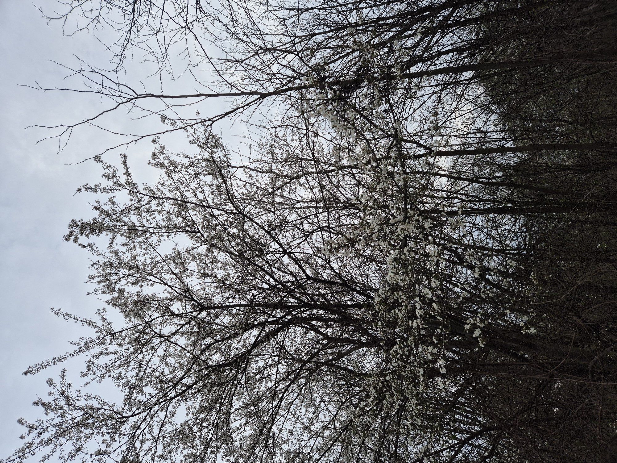 The image depicts trees with white blossoms against a pale sky. The location is the city of Pleven, Bulgaria. Some branches are bare, while others are covered in small white flowers. The perspective is looking up into the canopy of the trees. The sky is overcast and light. Some trees are silhouetted and appear darker.