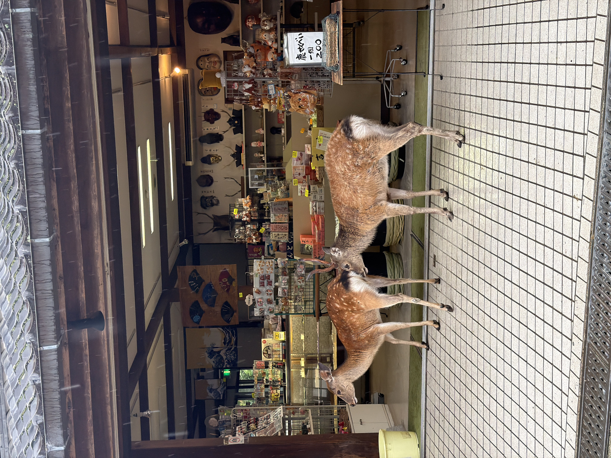 Two Sika deer stand at the open entrance of a souvenir shop in Nara, Japan, during a light rain shower. The deer on the left, a spotted reddish-brown, faces left, while the deer on the right, a darker brown with small antlers, has its head positioned near the rear flank of the left deer. The shop interior features exposed wooden beams and a wide array of merchandise: shelves on the left display packaged goods and small items, while the back wall is adorned with various traditional Japanese masks, mounted deer antlers, decorative fans, and framed prints resembling Hokusai's "The Great Wave off Kanagawa." On the right, a metal rack holds plush toys, and a small table presents a white sign in Japanese characters that reads "鹿せんべい" (Shika Senbei, deer crackers) and "一個 200" (one piece 200 yen), with a woven basket containing the crackers below. The ground outside the shop entrance is paved with white square tiles with dark grout, leading to a green mat inside. Overhead, a traditional grey tiled roof with a gutter shows signs of weathering and moss. No people are visible in the scene.