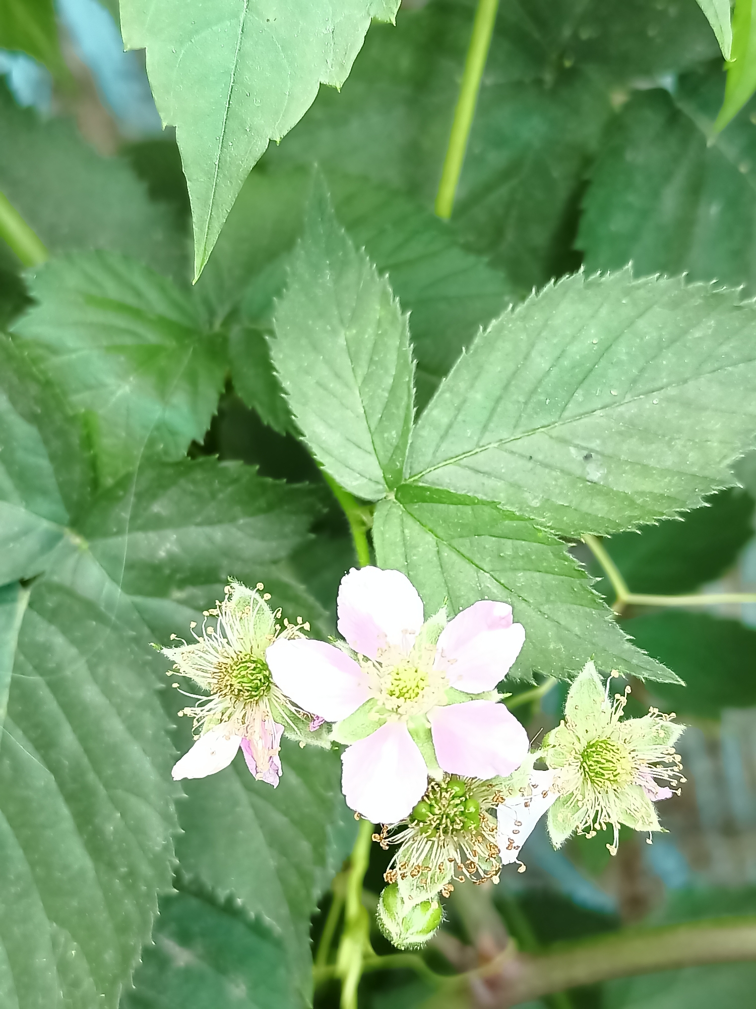 A close-up, high-angle shot captures a cluster of blackberry flowers and developing fruit amidst lush green foliage. The flowers are delicate, with pale pink petals and prominent white stamens. Some have begun to develop into small, green, berry-like structures. The leaves are large, serrated, and a vibrant green, with some showing fine, almost fuzzy hairs and small water droplets. The background is a blur of more greenery and a hint of a light blue, possibly sky or painted surface, on the left. The overall impression is of a natural, thriving plant in an outdoor setting. The image does not contain any information about Almaty, Kazakhstan, nor does it depict any people or specific actions.