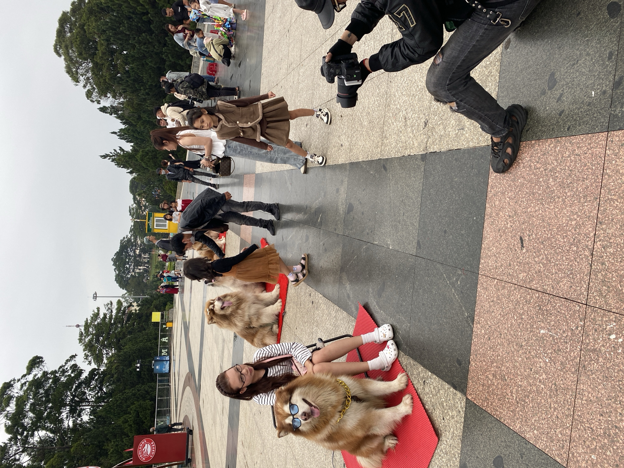 The image depicts a scene in Da Lat, Vietnam. A line of dogs and their owners are posed on red mats on a patterned plaza. The first dog wears sunglasses and a gold chain, and a girl in glasses sits behind it on a small stool. Further down the line, other dogs are similarly positioned with children. People are positioned in front of the dogs, presumably to take photographs. A photographer with a camera is positioned on the right edge of the frame. People walking along the plaza fill the background. Trees and other city structures are in the distance, suggesting the scene is in a public area.