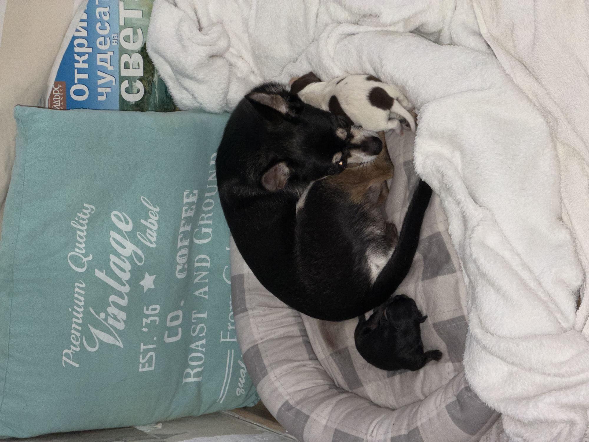 A small, black and tan Chihuahua is nestled in a dog bed with three newborn puppies. One puppy, black, is positioned to the left of the mother dog. Another puppy, white with brown spots, is partially obscured by the mother's head. A third puppy, also white with brown spots, is nestled against the mother's chest. The dog bed is lined with a plaid blanket, and a soft white blanket is draped around the dogs. Behind the dog bed, a teal pillow with white lettering that reads "Premium Quality Vintage" is visible. A portion of a magazine with text in Bulgarian is also present. The image appears to be taken indoors, likely in a home environment. There is no discernible indication of the city of Plovdiv, Bulgaria.