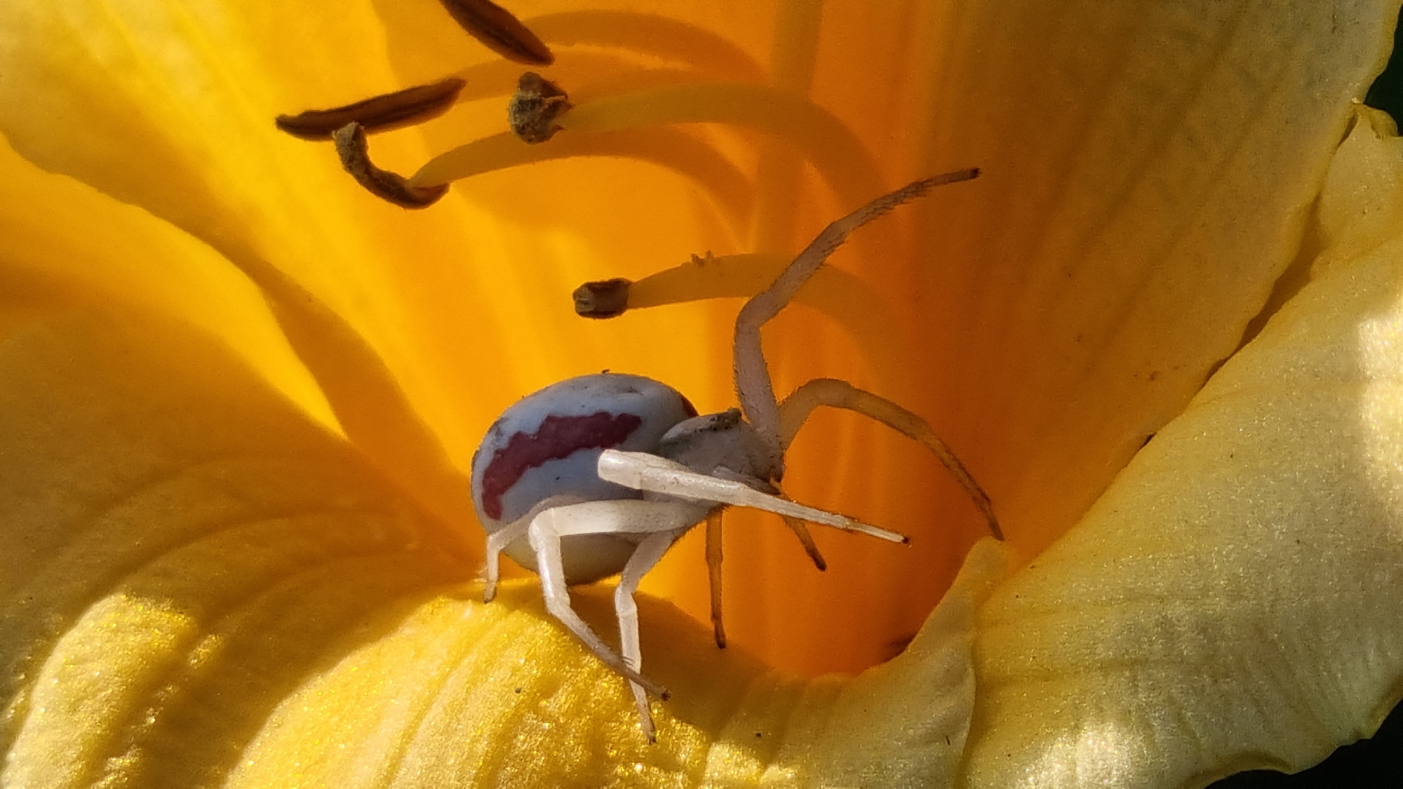 This is a close-up, high-angle photograph of a crab spider with a white and red patterned abdomen resting inside a bright yellow flower. The spider is positioned in the center of the image, with its legs extended. The flower's petals are a vibrant yellow, with some areas appearing lighter and almost white due to the lighting. The interior of the flower, where the spider is situated, is also a deep yellow-orange. Visible within the flower are the stamens, which are thin and brown. The lighting suggests it is daytime, possibly morning or late afternoon, casting shadows on the petals. The image's focus is sharp on the spider and the immediate flower parts, with the background softly blurred. The scene evokes a sense of nature and the delicate balance of the ecosystem, with the spider camouflaged within the flower, likely waiting for prey. There is no visible text in the image. The location context is Vysokoe, Russia, implying a natural outdoor setting.