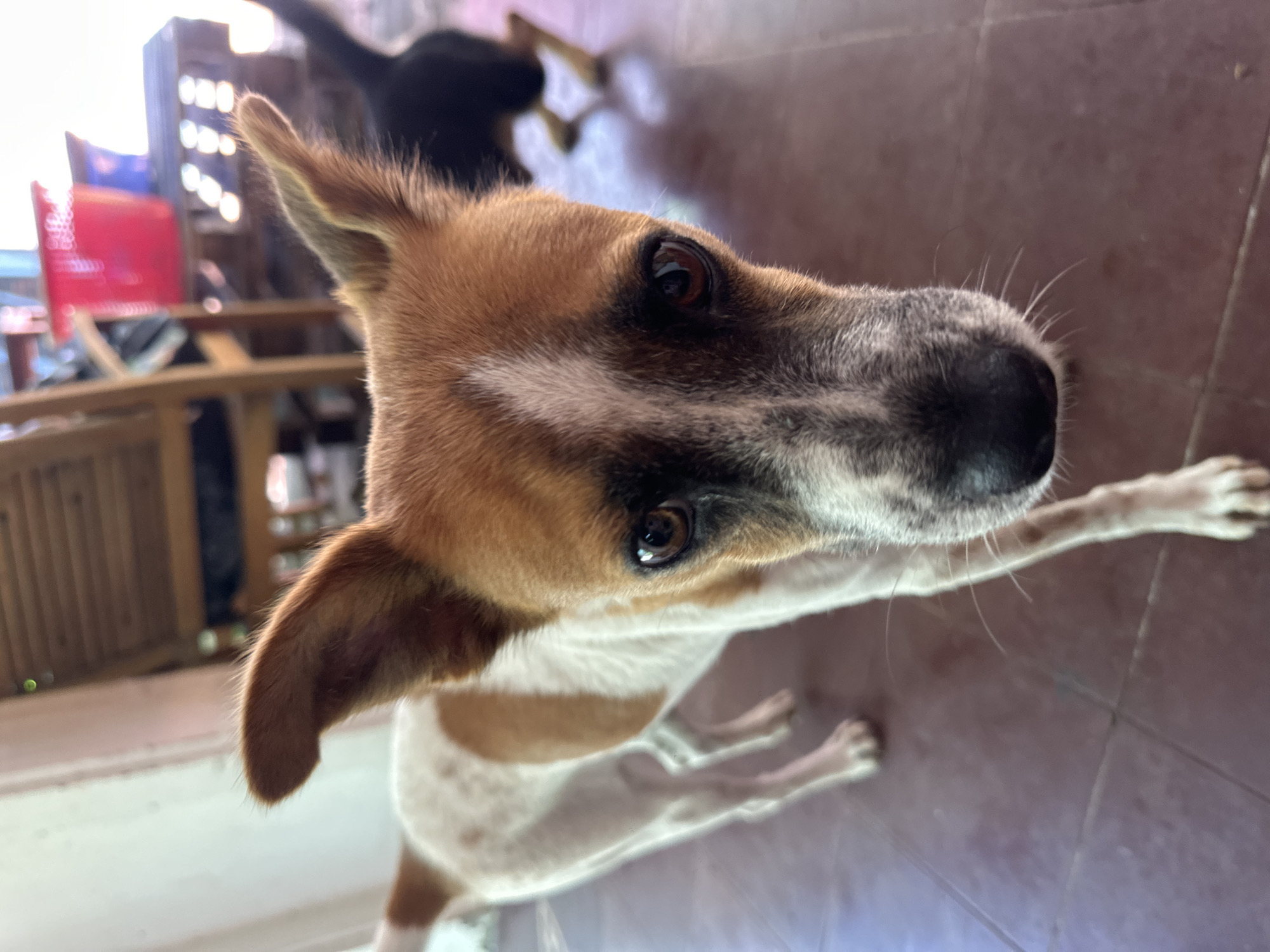 An up-close, low-angle outdoor shot shows the face of a medium-sized dog with brown and white fur. The dog is looking directly at the camera. Its ears are perked up and slightly angled outwards. The dog's snout is prominent, with dark fur around its nose and eyes. Patches of brown fur are on its head, ears, and down its back. Behind the dog, another dog, mostly black, is in the background, blurred and in motion. The flooring appears to be made of large, reddish-brown tiles. In the far background, wooden furniture and a red plastic bucket are visible. The lighting suggests it is daytime, with the scene appearing to be in an open or semi-open area, potentially a courtyard or porch, consistent with a location in Mũi Né, Vietnam.