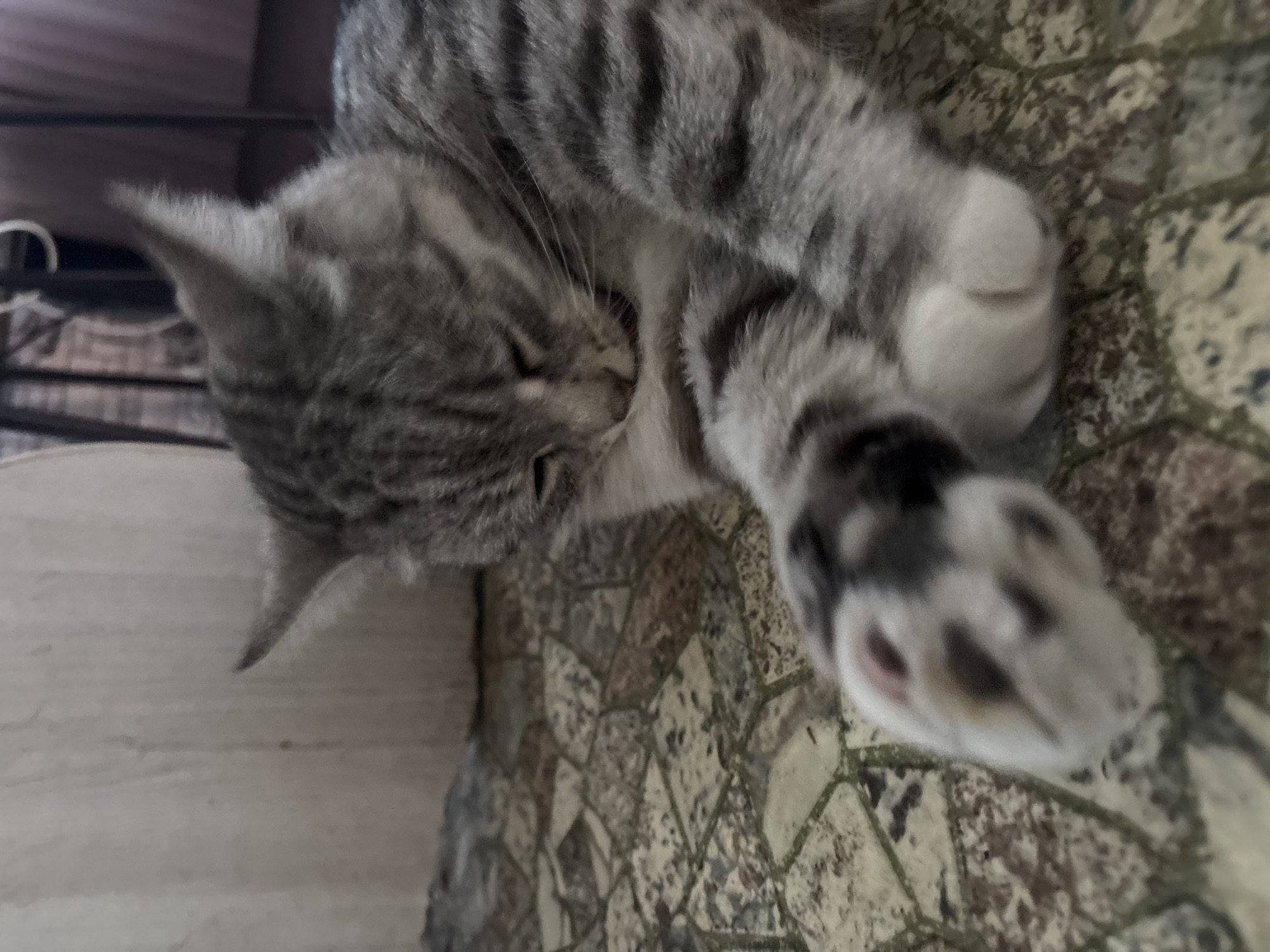 A gray tabby cat is lying on its side on a stone-tiled floor. The cat is looking down with its eyes closed and appears to be grooming itself, with its paws near its face. Its front paws are extended forward, with one paw in focus and showing its pink paw pads and dark claws. The cat has distinctive tabby markings on its fur. The background is slightly blurred, showing a pale beige wall on the left and a dark, out-of-focus structure on the right, possibly furniture or a doorway. The overall lighting suggests an indoor setting, possibly during the day. The image does not contain any information about the city of Ветлужский, Russia.