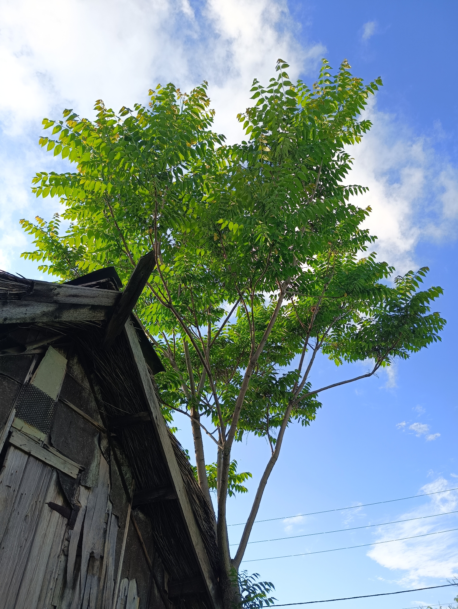 The image captures an outdoor scene in the city of Biliaivka, Ukraine, on a day with a bright blue sky and scattered white cumulus clouds. In the lower left quadrant, a portion of an aged, weathered wooden structure, possibly an outbuilding or shed, is visible. This structure exhibits deteriorating wooden planks, exposed dark roof beams, and an underlying layer of interwoven organic material. A rusty metal hinge is discernible on a vertical wooden surface, and a section of black mesh material is present on the upper left side of the structure. A prominent deciduous tree with numerous slender branches and vibrant green foliage occupies the majority of the upper and central frame, extending from the midground towards the top. Several black utility lines are visible horizontally across the blue sky in the lower right portion of the image. No people or animals are present in the scene.
