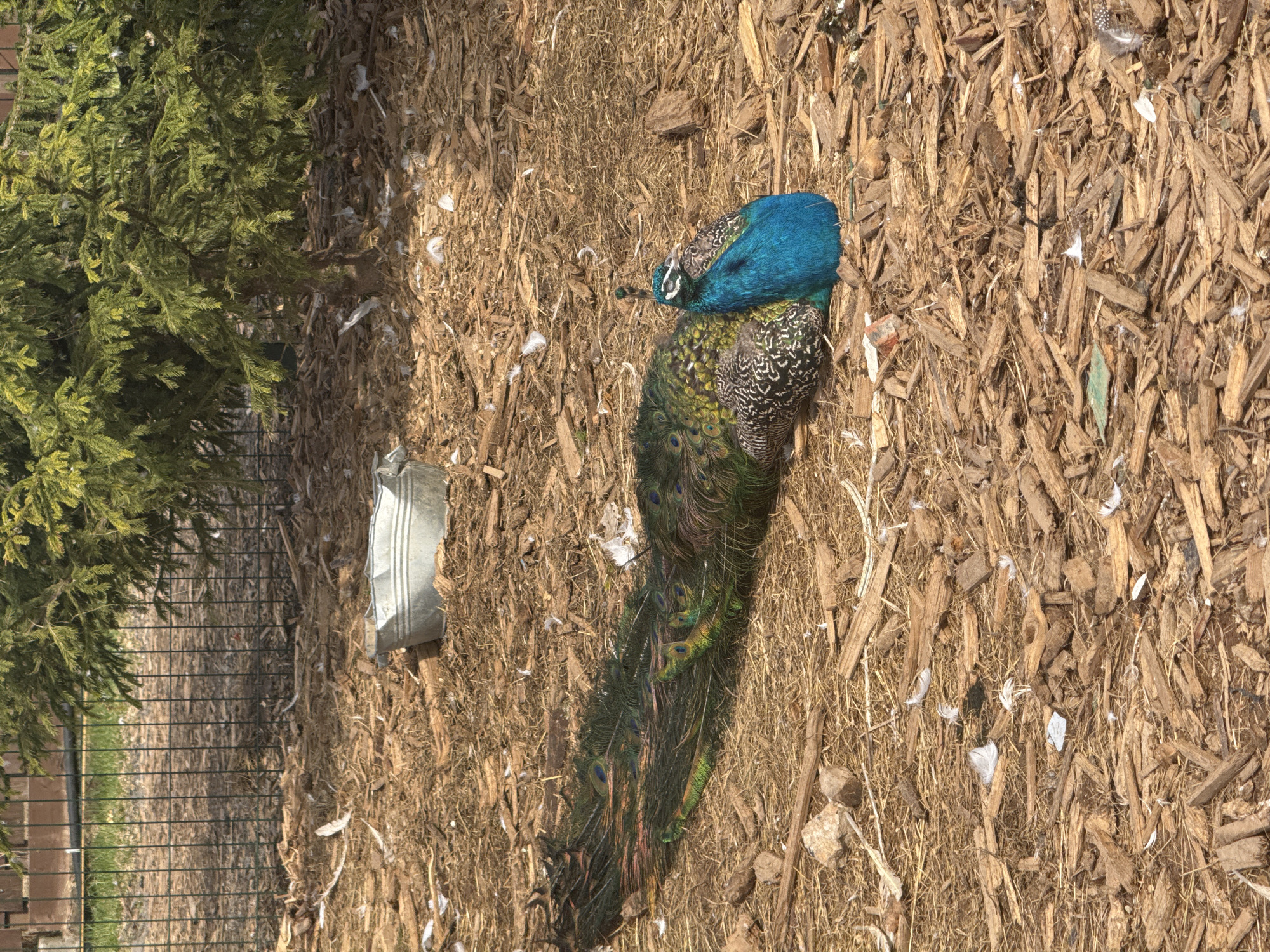 The image shows a peacock lying on mulch near a bush. The location is Unknown, Unknown. The bird's blue head is visible, along with its patterned feathers and tail. A piece of metal is also lying on the mulch. A fence is visible in the background.