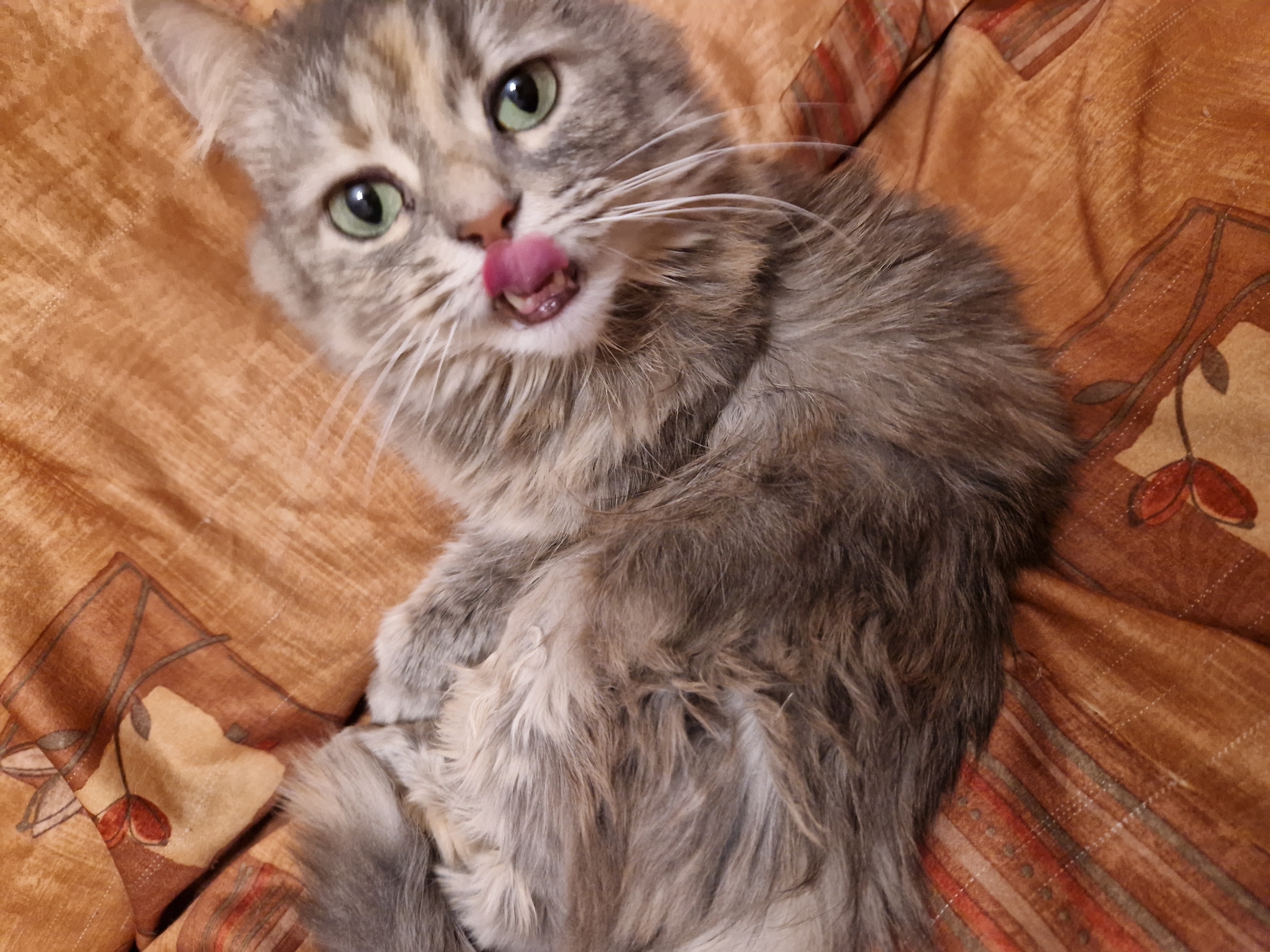 A gray tabby cat with green eyes lies on a brown patterned blanket. The cat is sticking its tongue out. The location is unspecified and unknown, therefore I can't state that it is in Lovech, Bulgaria.