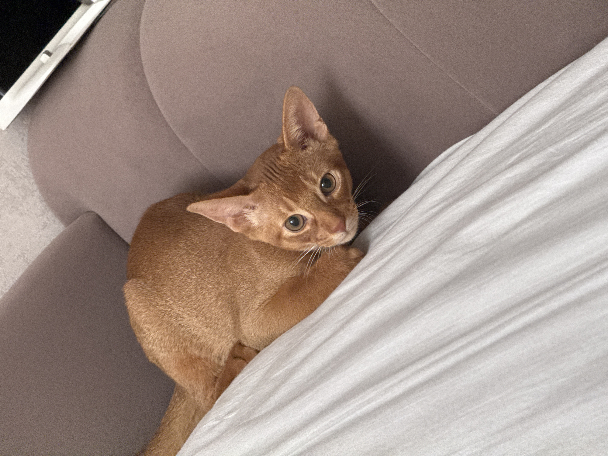 An orange abyssinian cat is lying on a grey couch next to white bedding. The cat is looking at the camera with its head turned to the side. The couch is in a room. No specific location in Stary Oskol, Russia can be identified from the image.