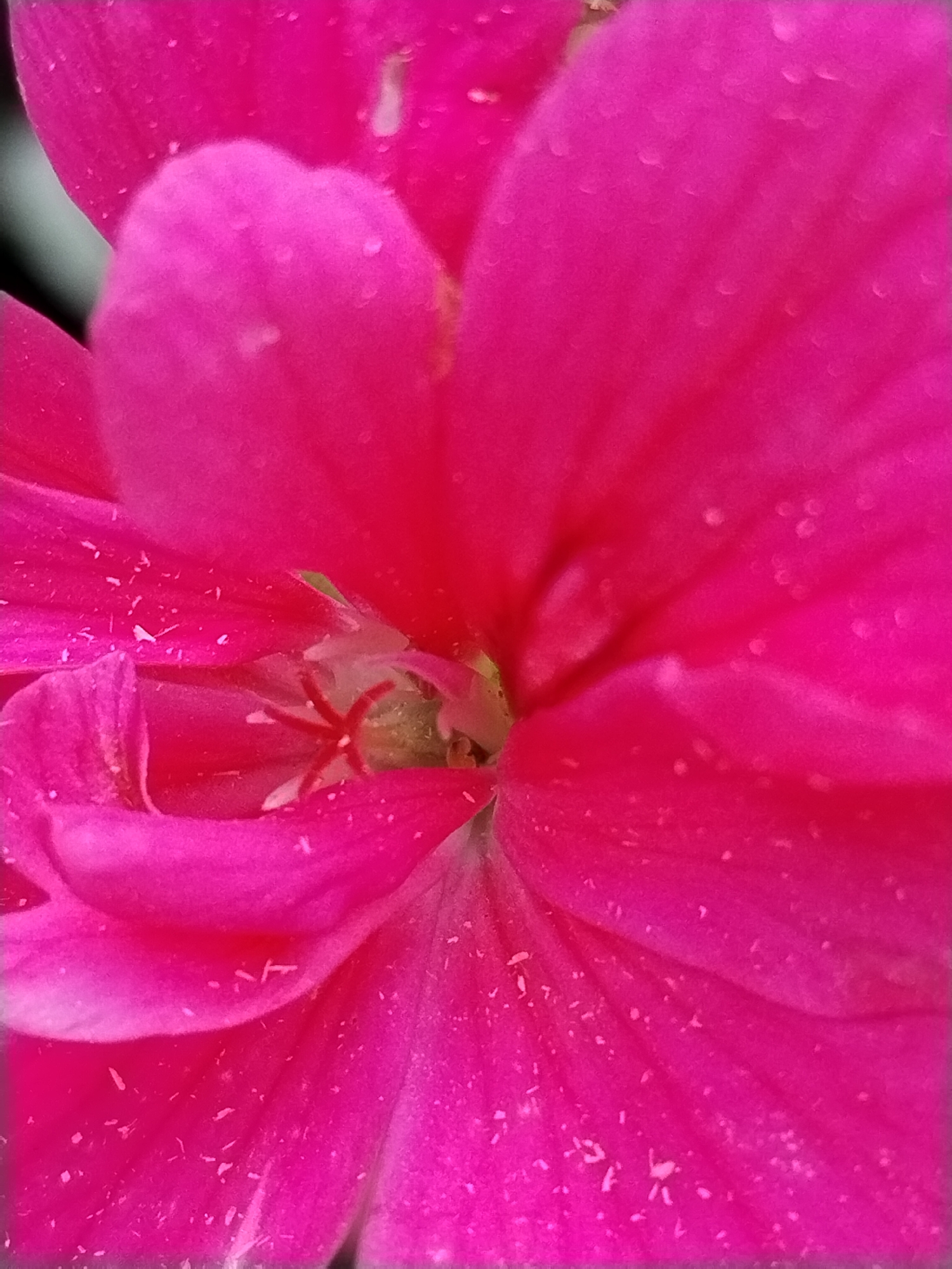 This is a close-up, macro photograph of the inside of a vibrant pink flower, likely a geranium. The petals are a rich, saturated pink with a slightly velvety texture. Small, white specks, possibly pollen or dew drops, are scattered across the petals. The center of the flower reveals a dark, star-shaped pistil and stamens. The lighting is soft, highlighting the delicate details of the flower's anatomy. The image is shot with a shallow depth of field, blurring the background and focusing all attention on the flower. The exact location of this flower within Гожскі сельскі Савет, Belarus, is not determinable from the image alone.