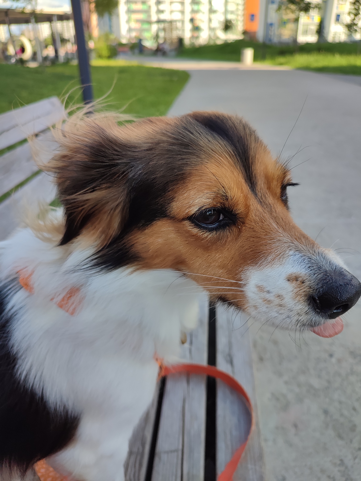 A medium shot photograph captures a tricolored dog with brown, black, and white fur, sitting on a wooden park bench. The dog is facing to the right, with its tongue slightly out, and its fur is being blown by the wind. The dog is wearing an orange collar. In the background, a paved walkway runs through a grassy area, with modern buildings and trees visible in the distance. The scene appears to be in a park in Murino, Russia, indicated by the presence of typical urban park elements and architectural styles.