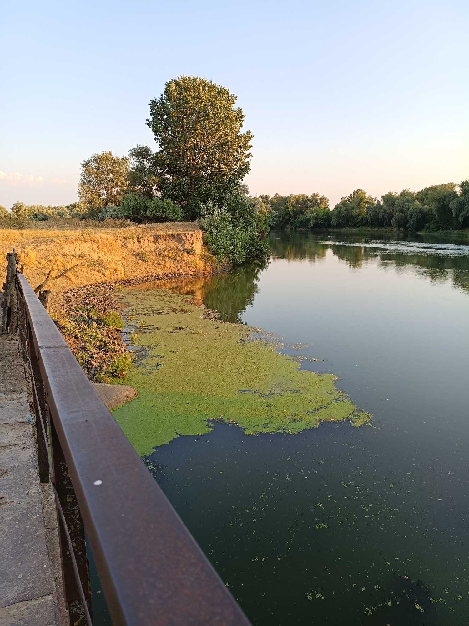 The image depicts a serene river scene along the bank in the city of Nezavertaylovka, Moldova. The foreground features a rusty metal railing of a bridge or walkway, with a portion of a concrete structure visible to its left. The river's surface is partially covered with a dense layer of bright green duckweed, particularly concentrated near the left bank. Beyond the immediate bank, which is dry and sandy with some scattered rocks and vegetation, a gentle slope rises towards a cluster of trees and brush. The river extends into the background, flanked by a thick line of lush green trees and foliage on the opposite bank. The sky is clear and pale blue, with the warm glow of late afternoon or early evening light casting soft shadows and illuminating the scene.