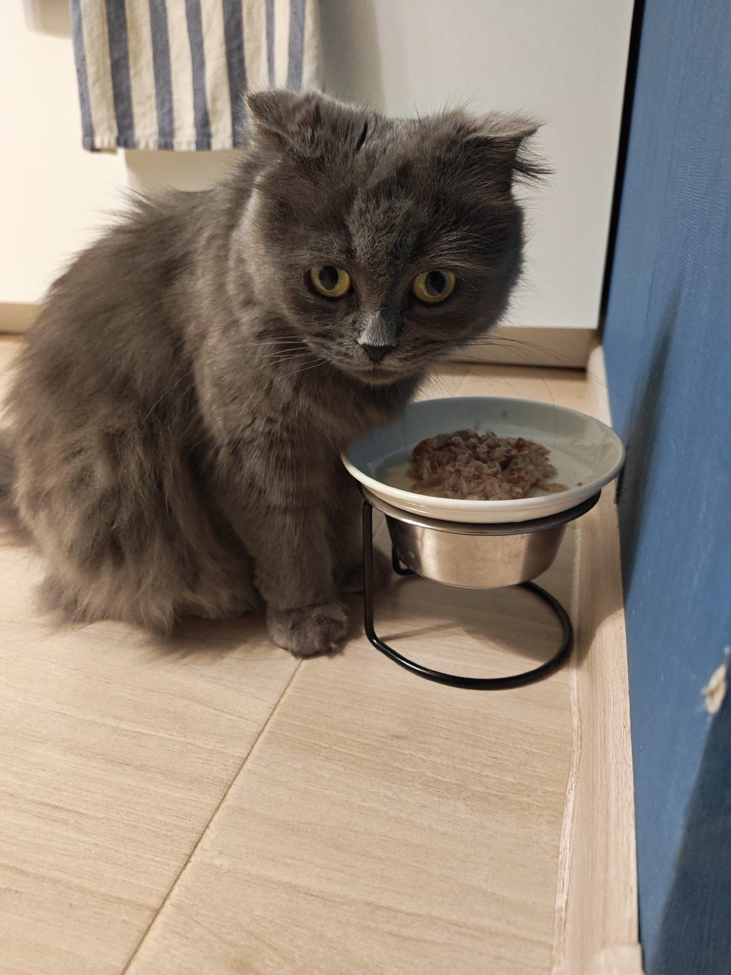 A long-haired gray cat is sitting on a light brown linoleum floor. The cat is facing the camera and looking directly at it with its head tilted slightly. Its ears are folded back and its fur is fluffy. Next to the cat is a white ceramic bowl filled with cat food, elevated on a black metal stand. The bowl is positioned on the floor. In the background, a blue wall and a white cabinet with a striped curtain are visible.