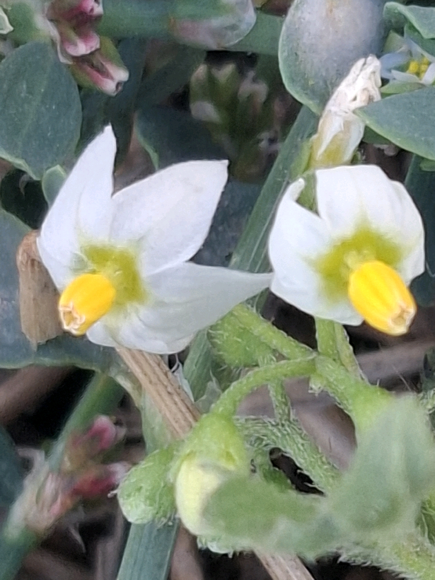 Two white flowers with bright yellow centers are in focus in this close-up shot. The flowers are star-shaped with five petals. They are on a green stem that is fuzzy and has small hairs. The background is blurred, showing green leaves and brown dirt. There is no indication of the city of Almaty, Kazakhstan in the image.